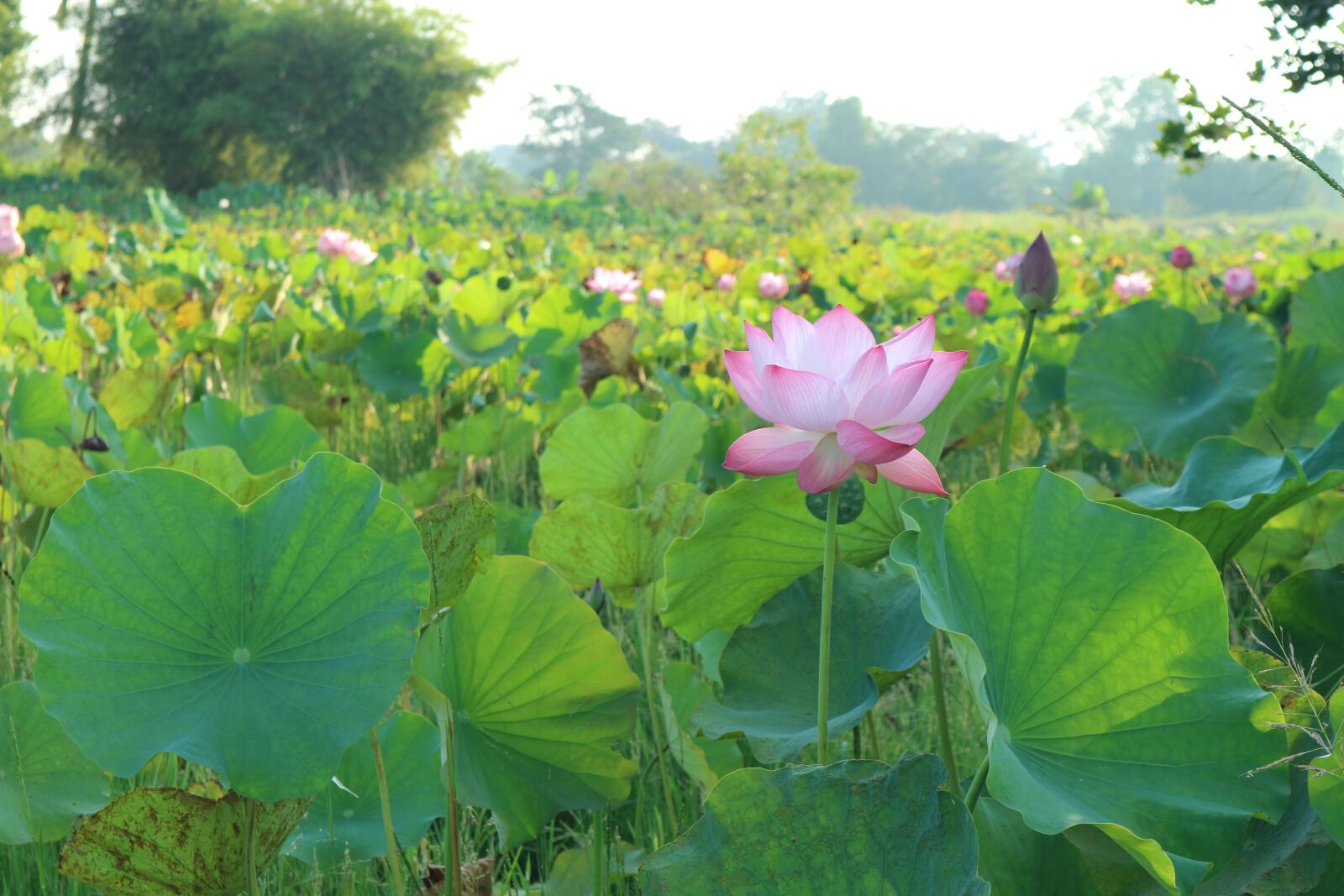 Canon EOS M10 sample photo. Lotus, pink, open photography