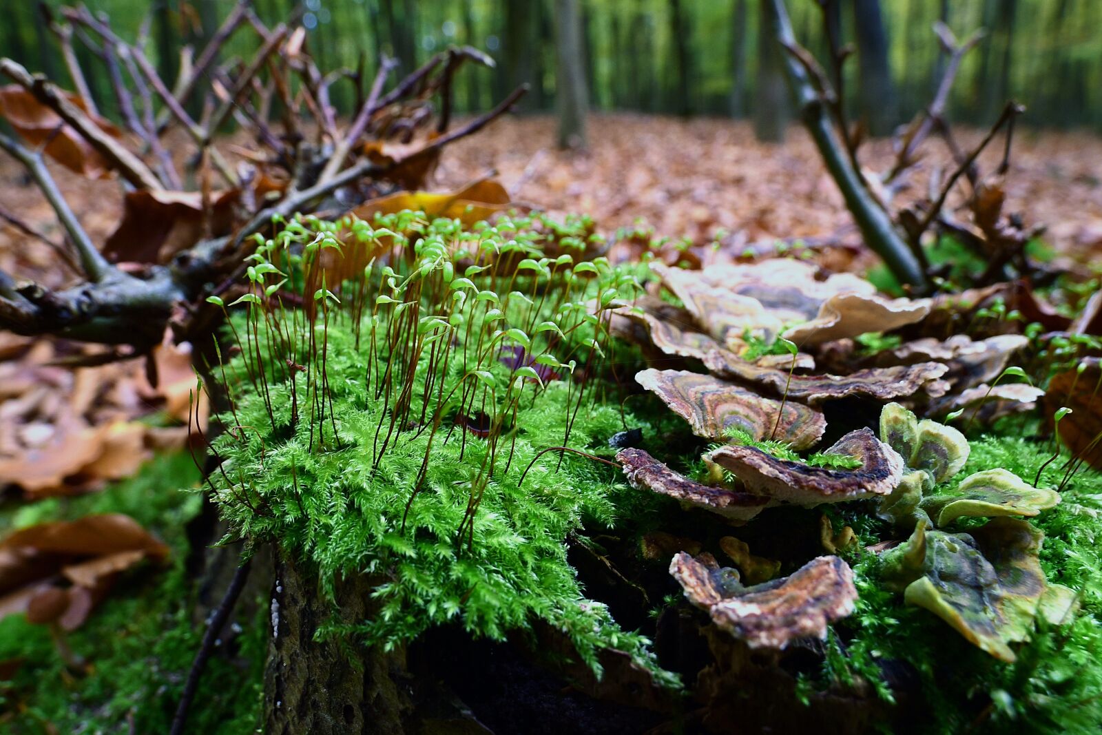 Nikon D750 sample photo. Moss fruit, tree fungus photography