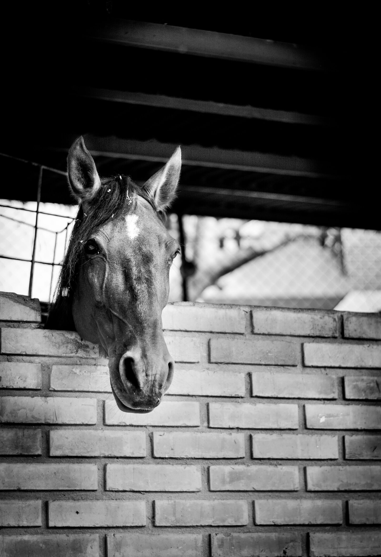 Nikon D5200 sample photo. Animals, nature, pets photography
