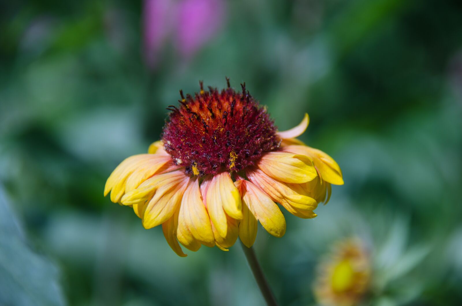 Nikon D7000 sample photo. Gaillardia, flower, garden flowers photography