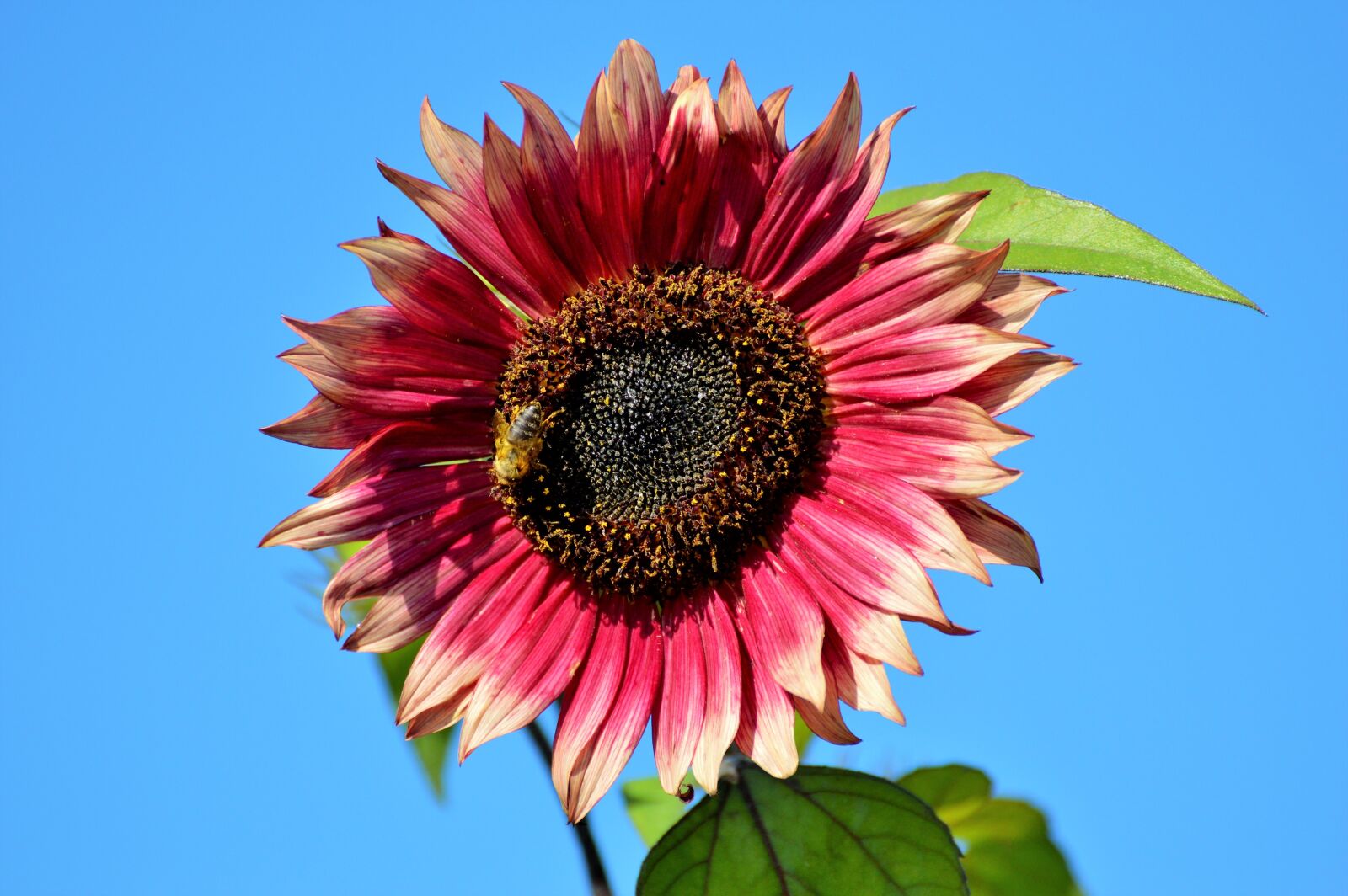 Nikon D3200 sample photo. Sunflower, flower, bloom photography