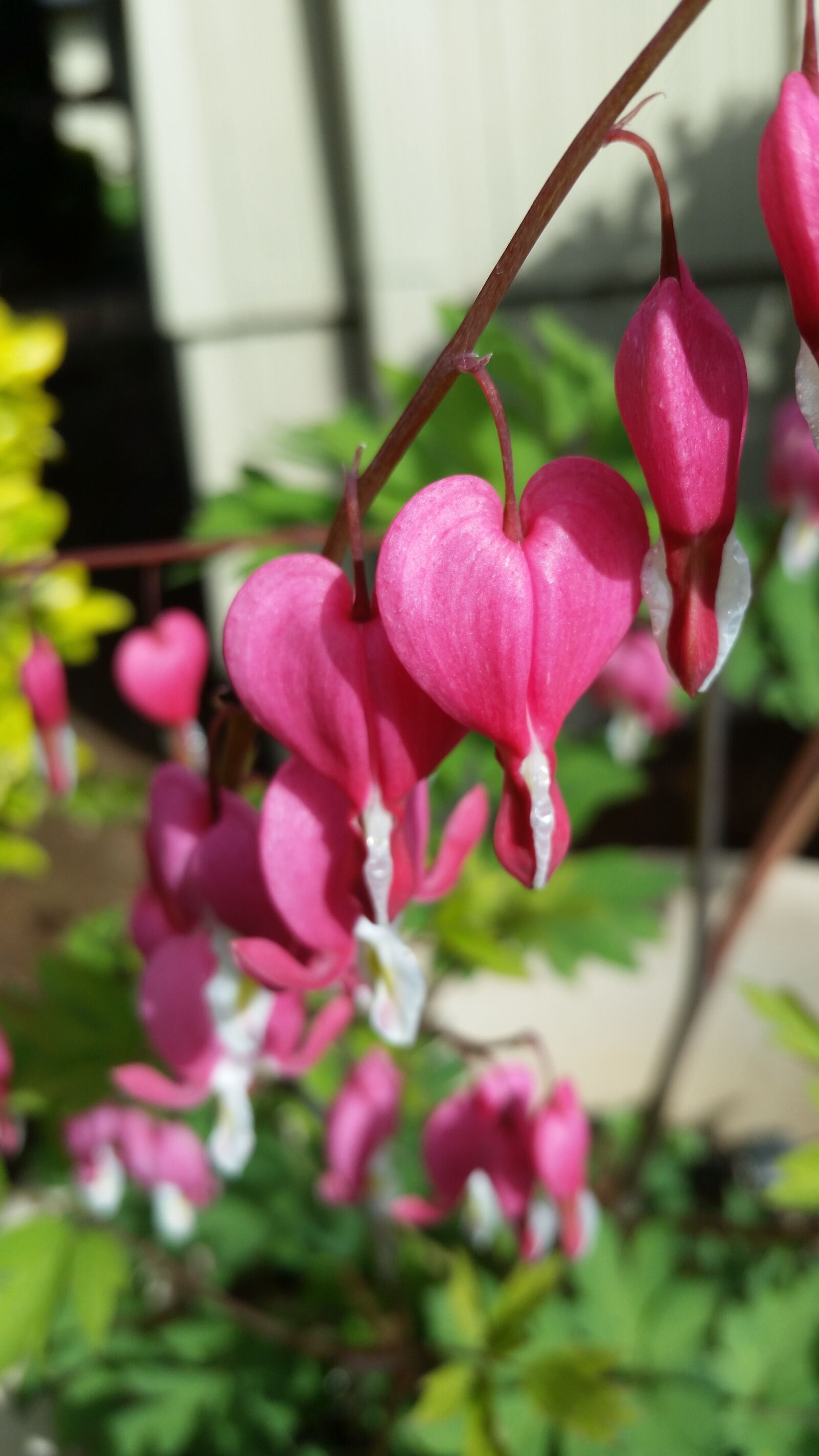 Samsung Galaxy S5 sample photo. Nature, flower, garden photography