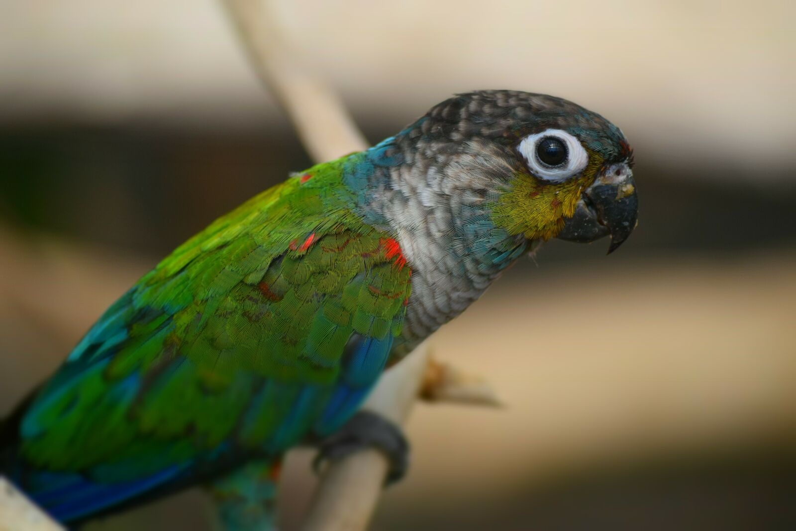 Nikon D3300 sample photo. Parrot, bird, color photography