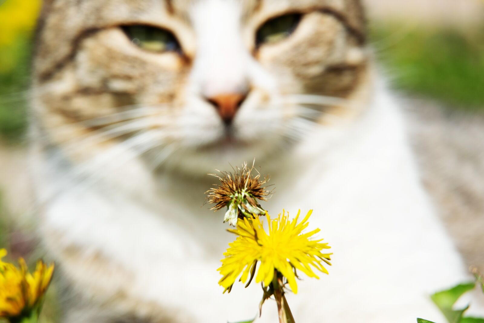 Nikon D3300 sample photo. Cat, flower, kitten photography