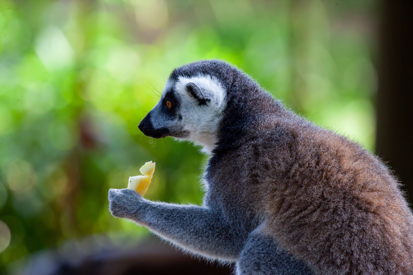 150-600mm F5-6.3 DG OS HSM | Contemporary 015 sample photo. Ring tailed lemur, black photography
