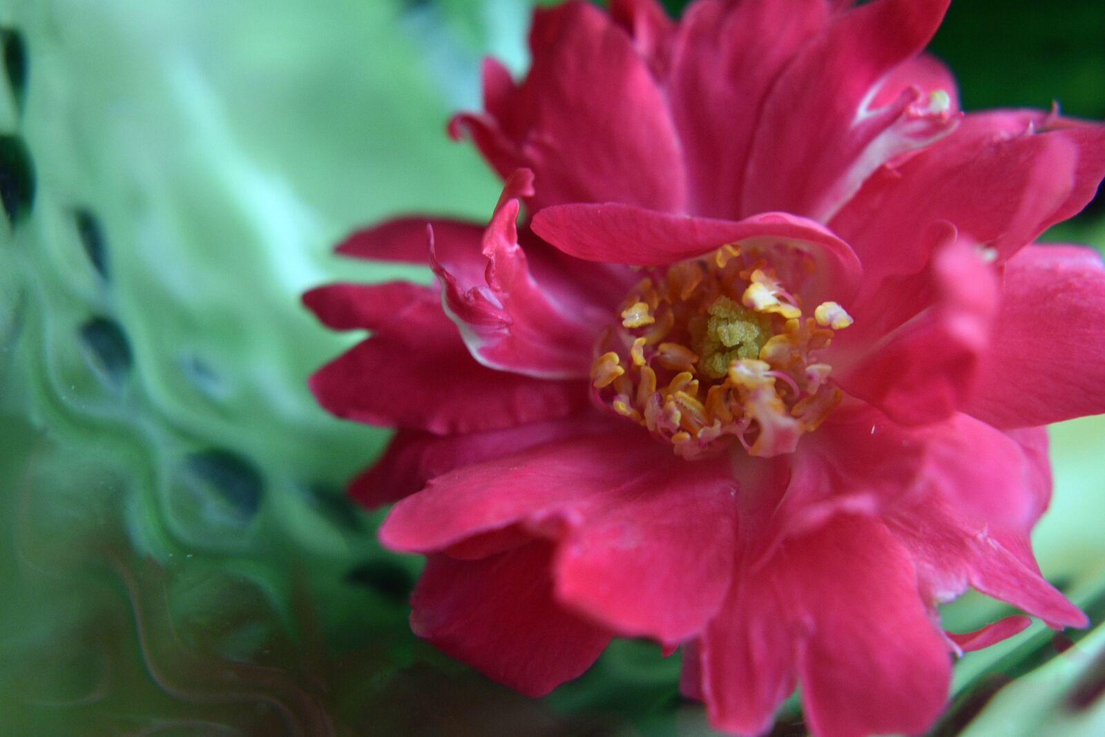 Nikon D3400 sample photo. Flower, flowers, spring photography