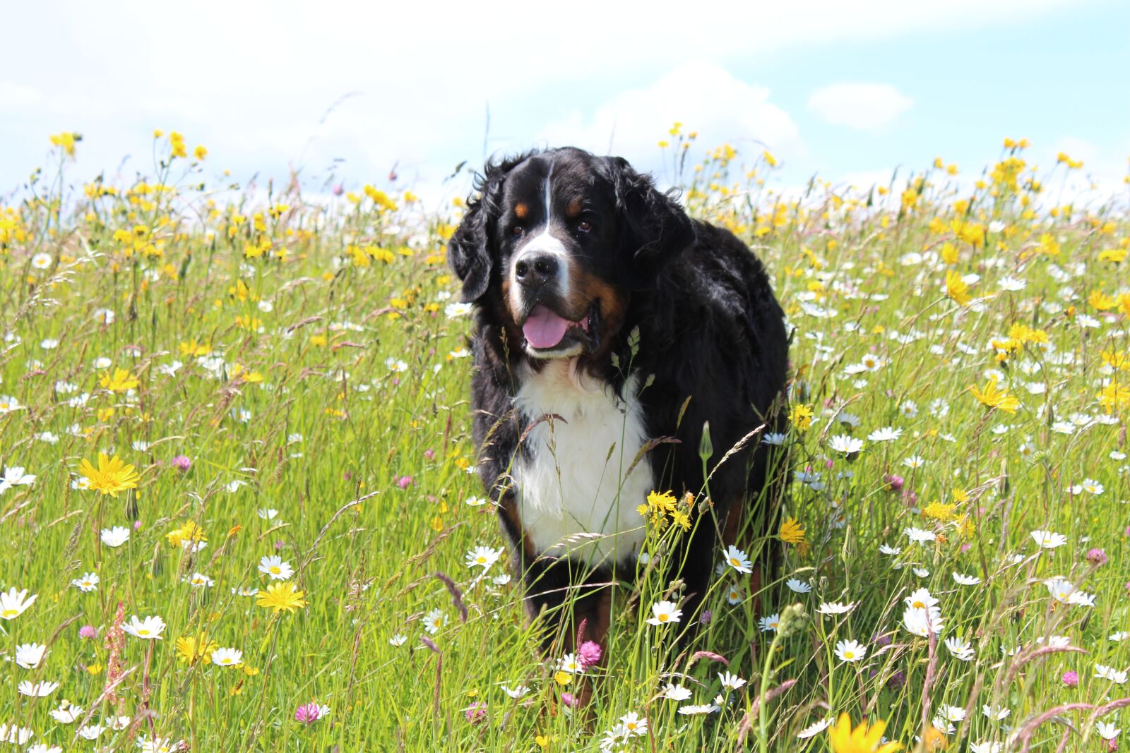 Canon EOS 650D (EOS Rebel T4i / EOS Kiss X6i) sample photo. Bernese mountain dog, dog photography