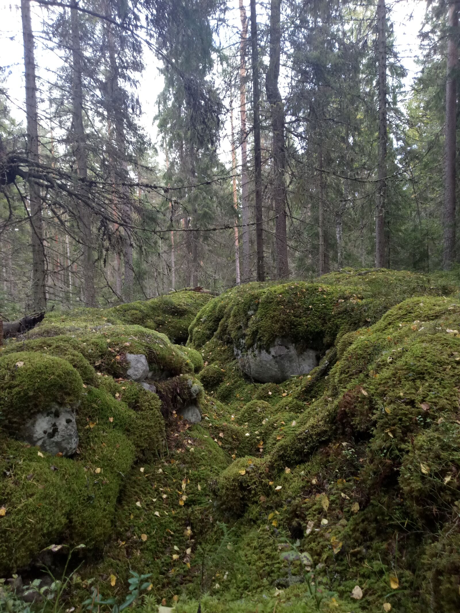HUAWEI honor 6C Pro sample photo. Nature, forest, moss photography