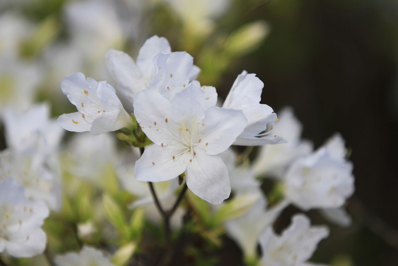 Canon EOS 7D sample photo. Pohang, everywhere park, flowers photography