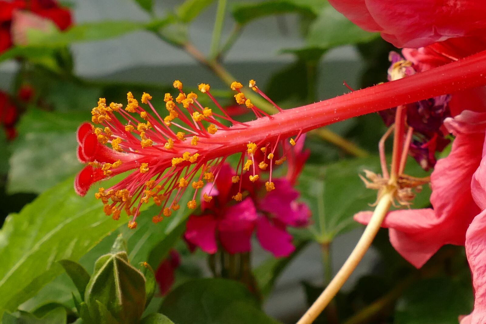 Panasonic Lumix DMC-FZ1000 sample photo. Hibiscus, malvaceae, mediterranean photography