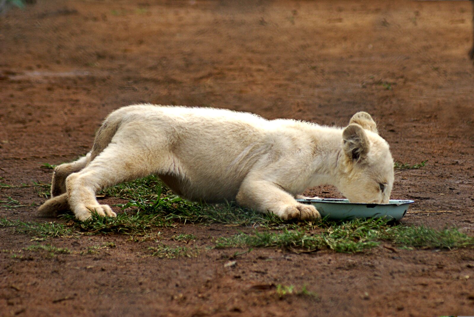 Sony Alpha DSLR-A100 sample photo. Lion, eating, drinking photography