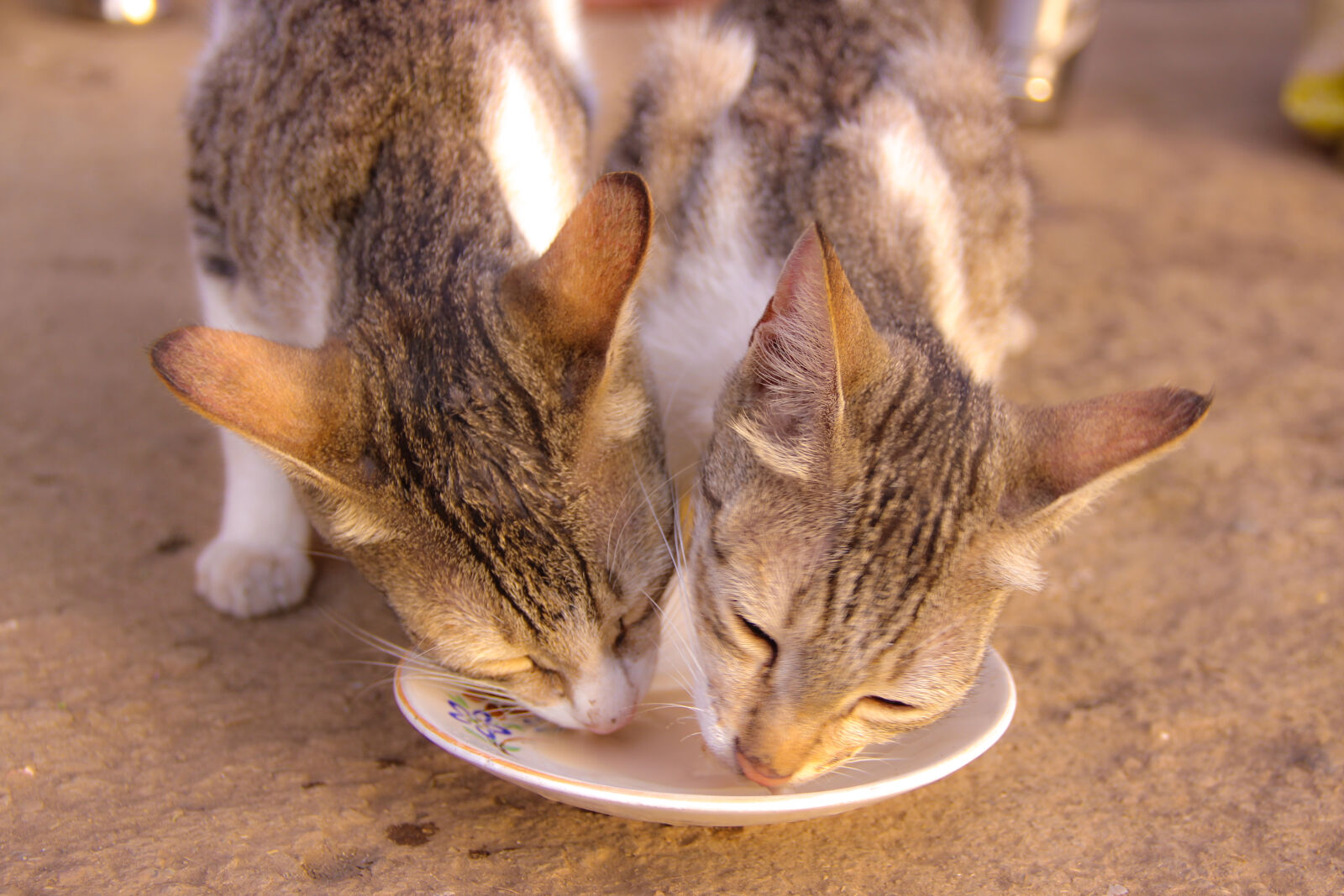 Canon EOS 600D (Rebel EOS T3i / EOS Kiss X5) sample photo. Animal, cat, face, cats photography