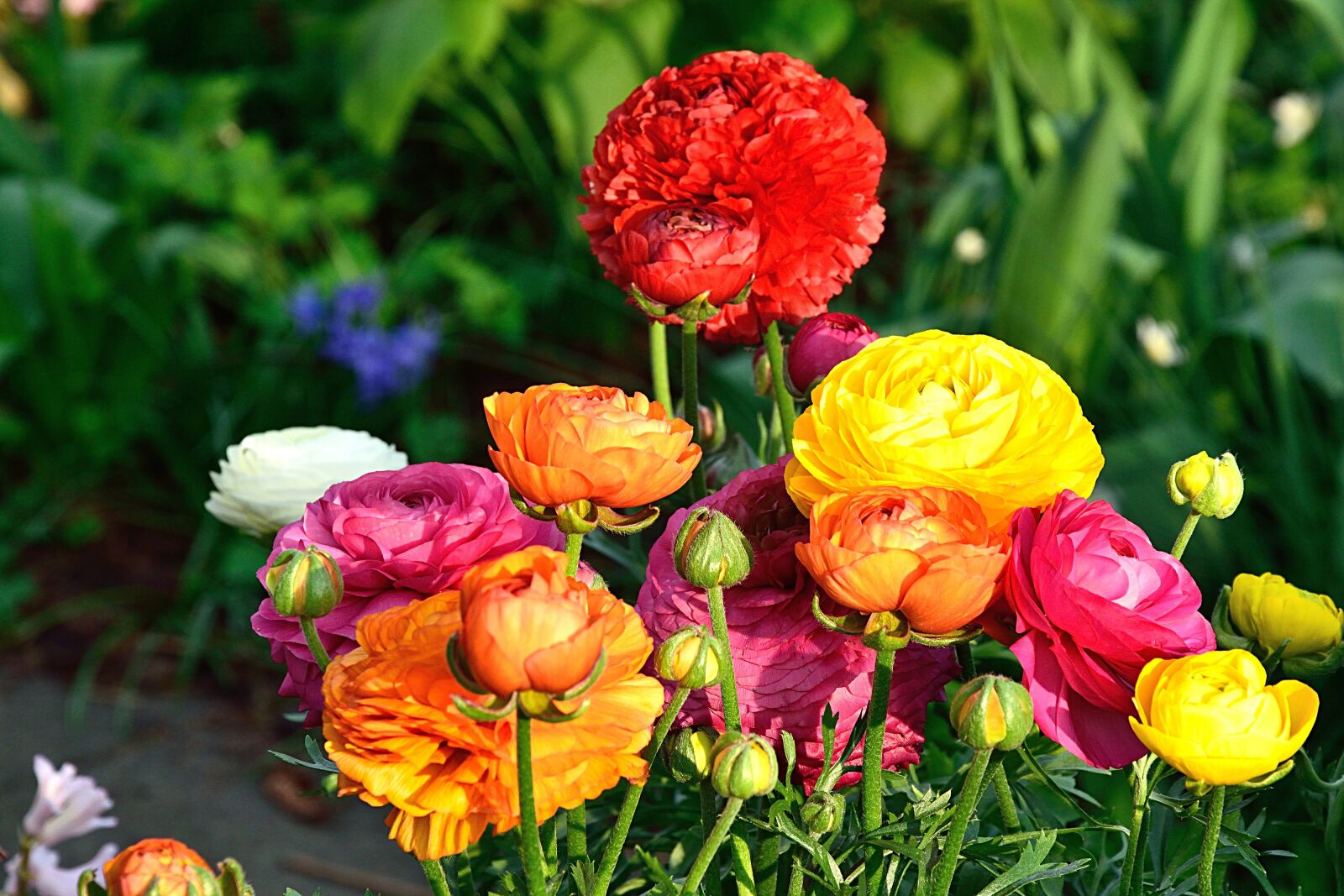 Nikon D3300 sample photo. Ranunkeln, flowers, spring photography