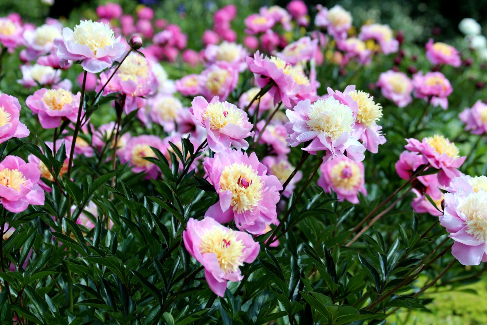 Canon EOS 650D (EOS Rebel T4i / EOS Kiss X6i) sample photo. Peonies, flowers, bloom photography