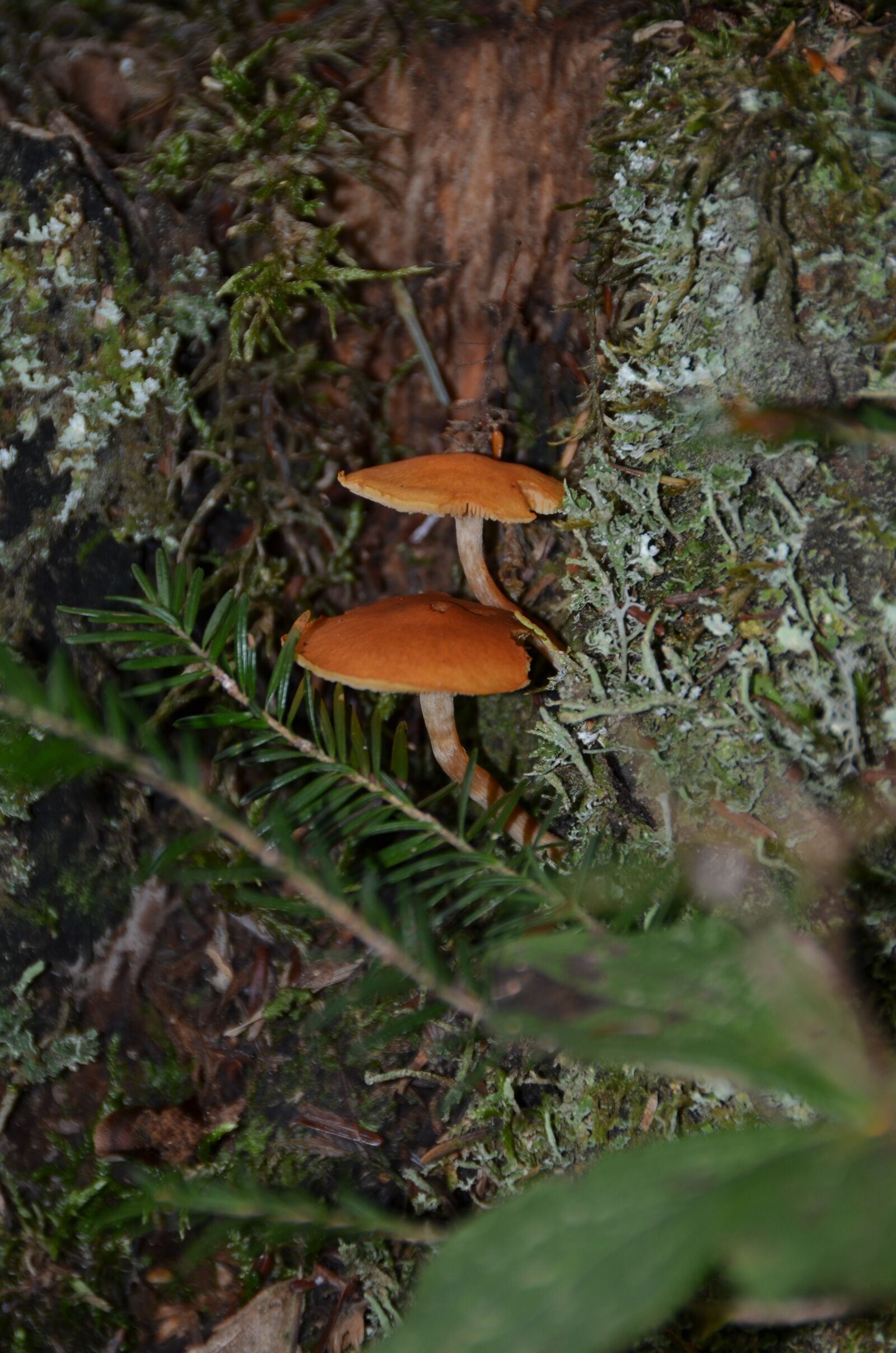 Nikon D5100 sample photo. Fungus, nature, forest photography