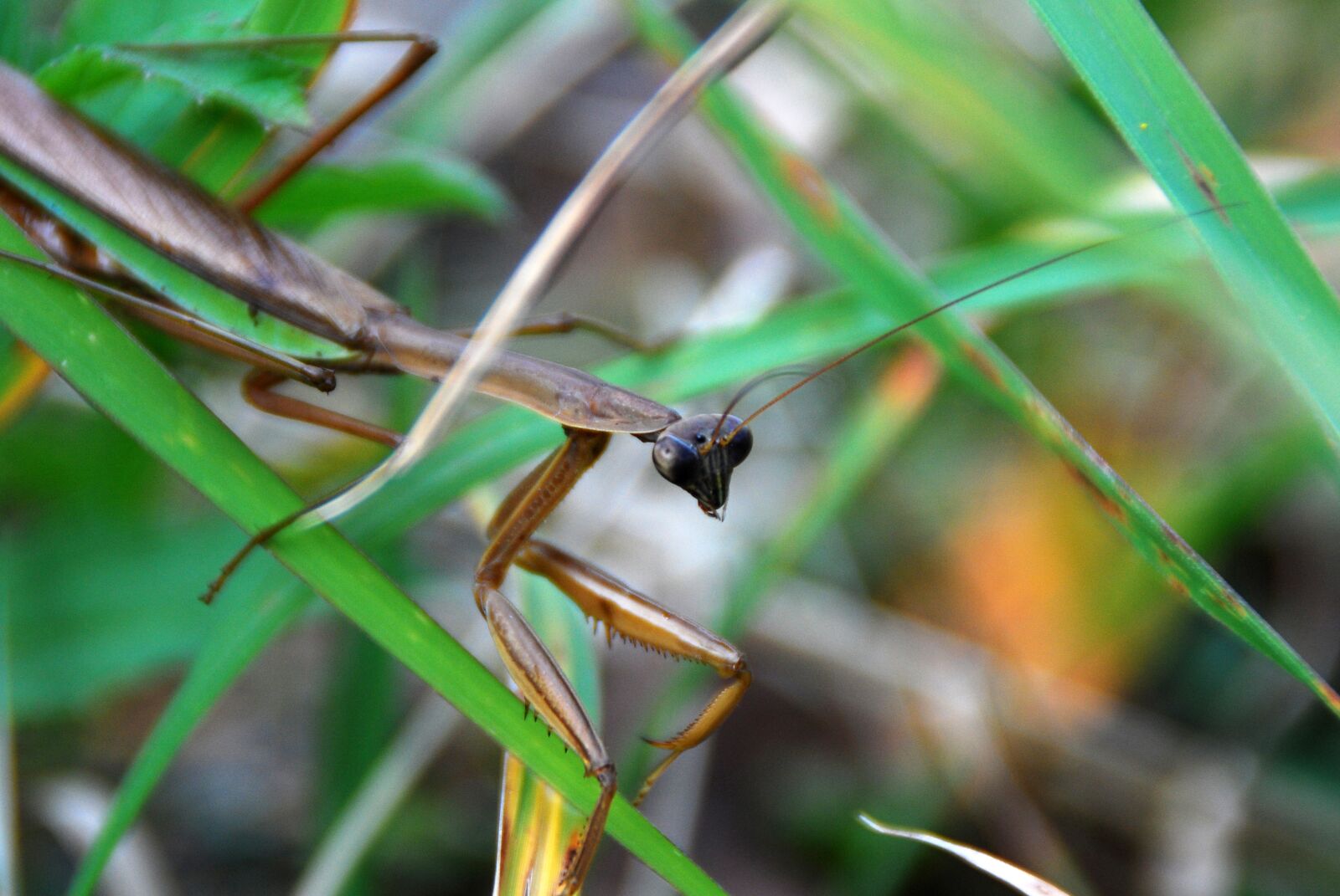Nikon D40X sample photo. Mantis, predator, insect photography