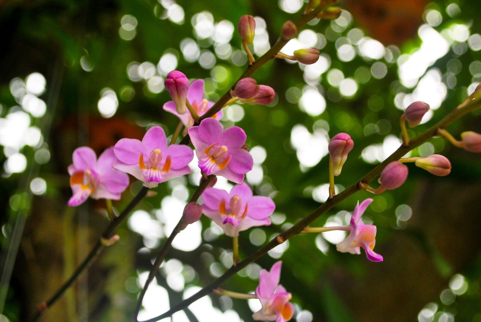 Nikon D60 sample photo. Flower, orchids, lan diep photography