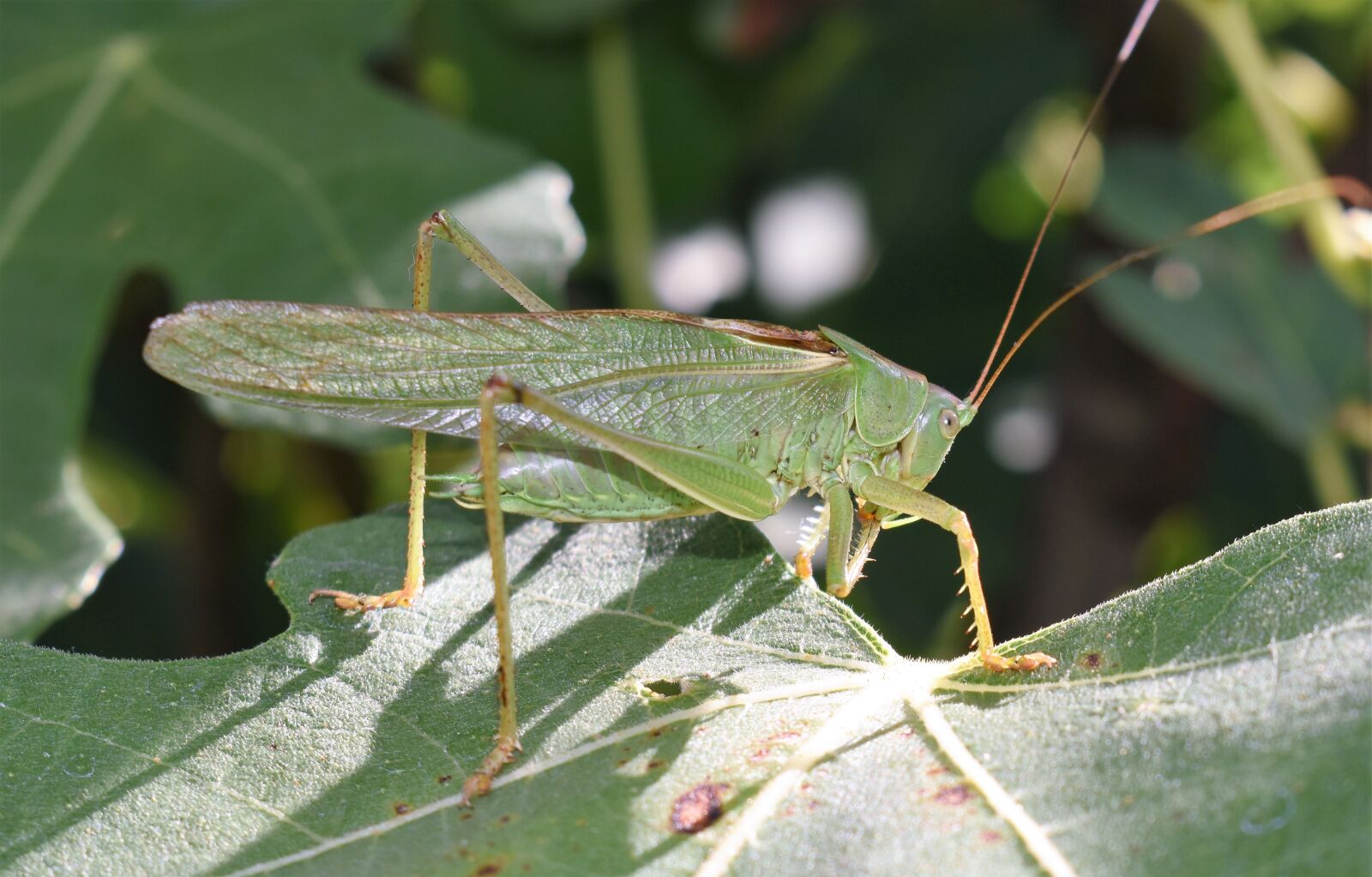 Nikon D5500 sample photo. Grasshopper, green, insect photography