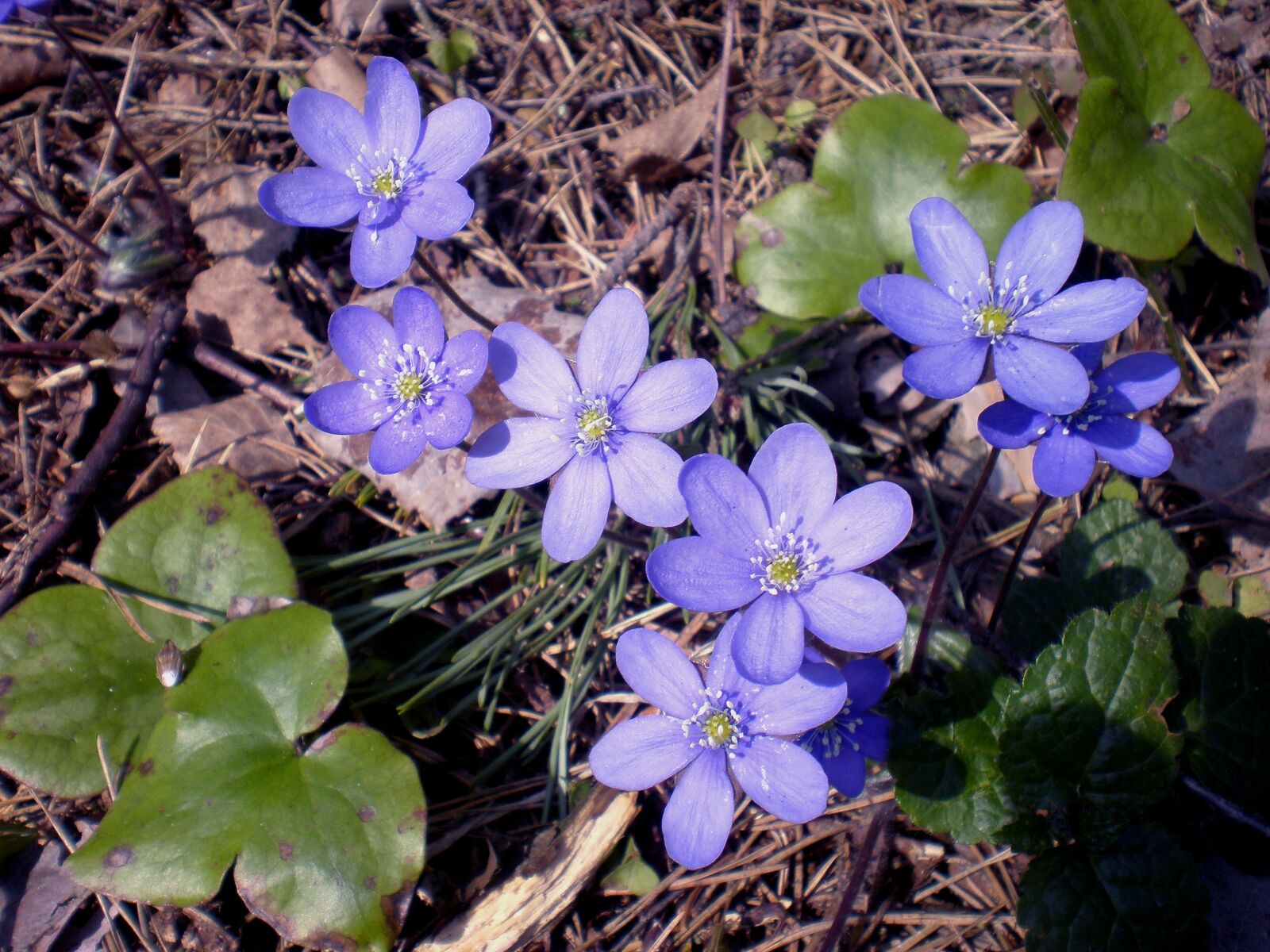 Olympus FE280,X820,C520 sample photo. Spring, wild anemones, flower photography