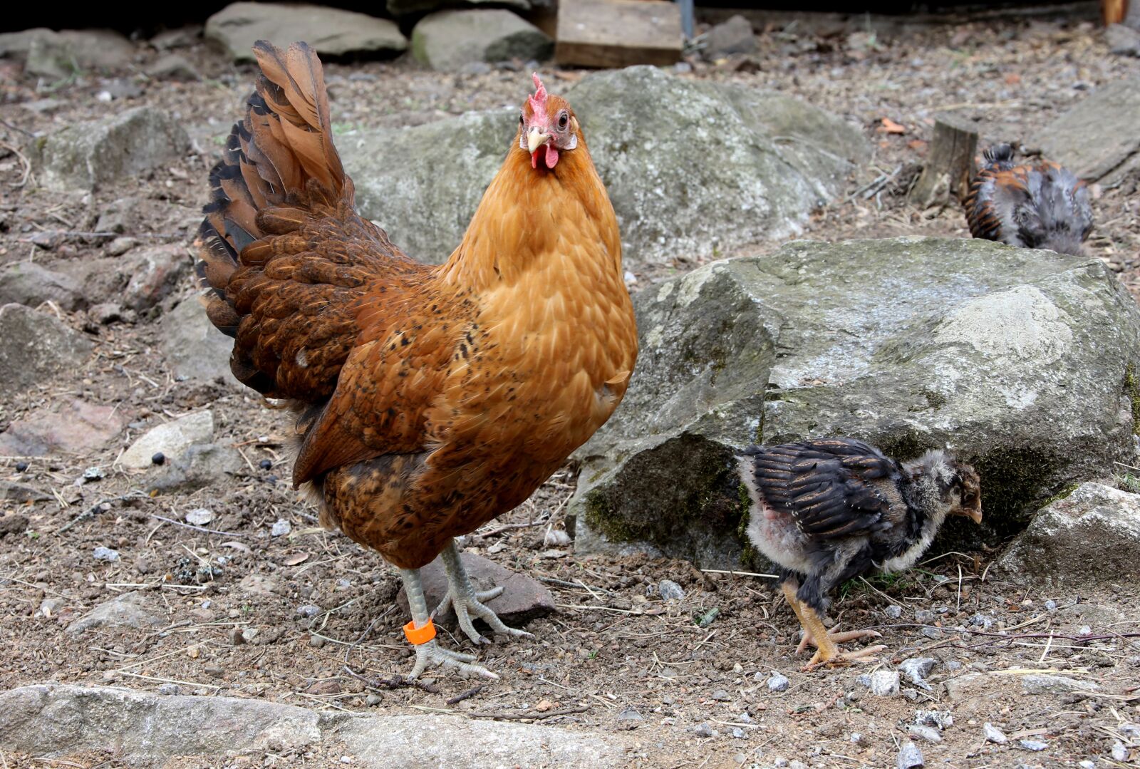 Canon EOS 6D + Canon EF 28-300mm F3.5-5.6L IS USM sample photo. Chicken, mother hen, chicks photography