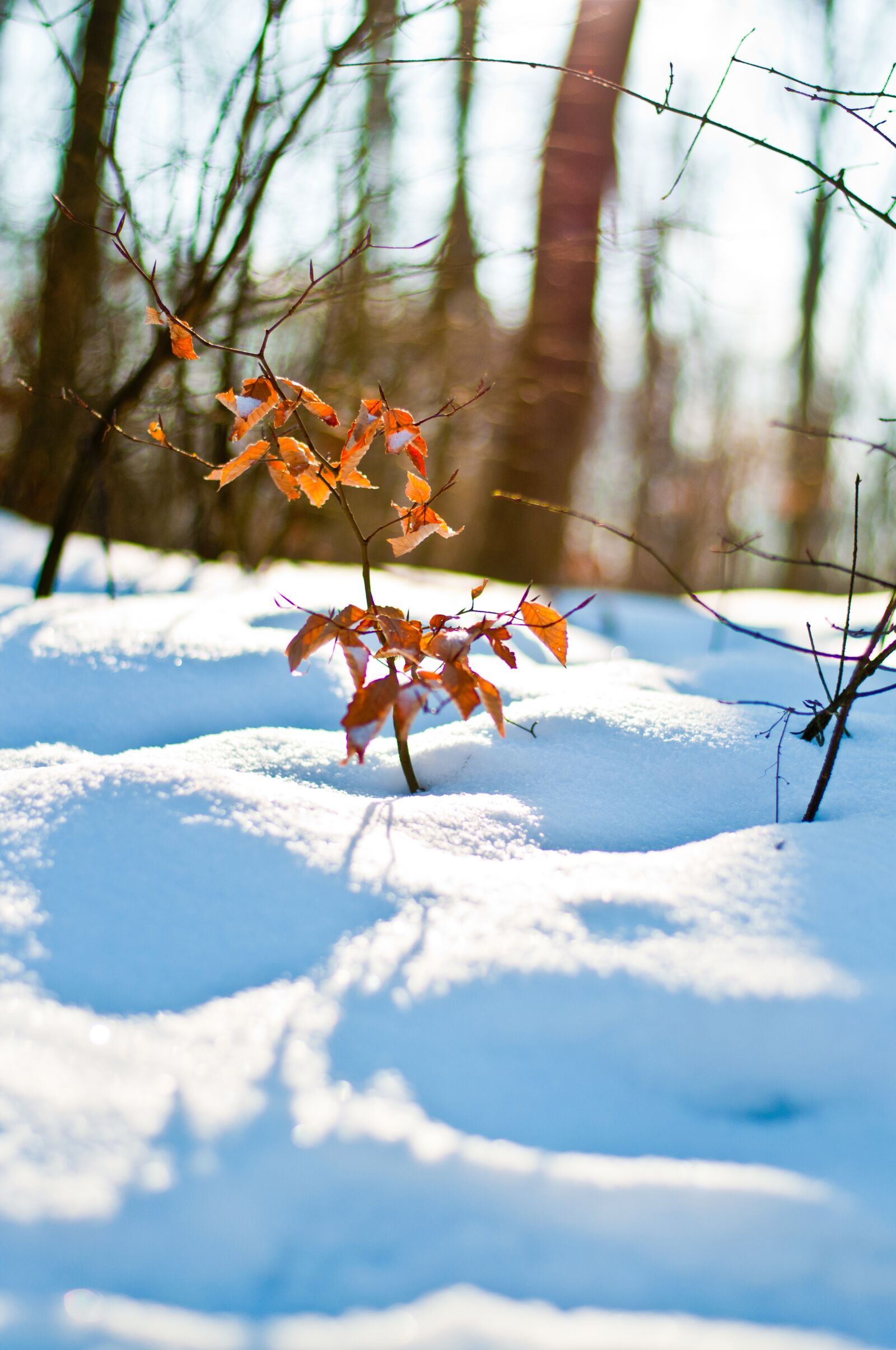 Nikon D5000 sample photo. Winter, snow, frost photography