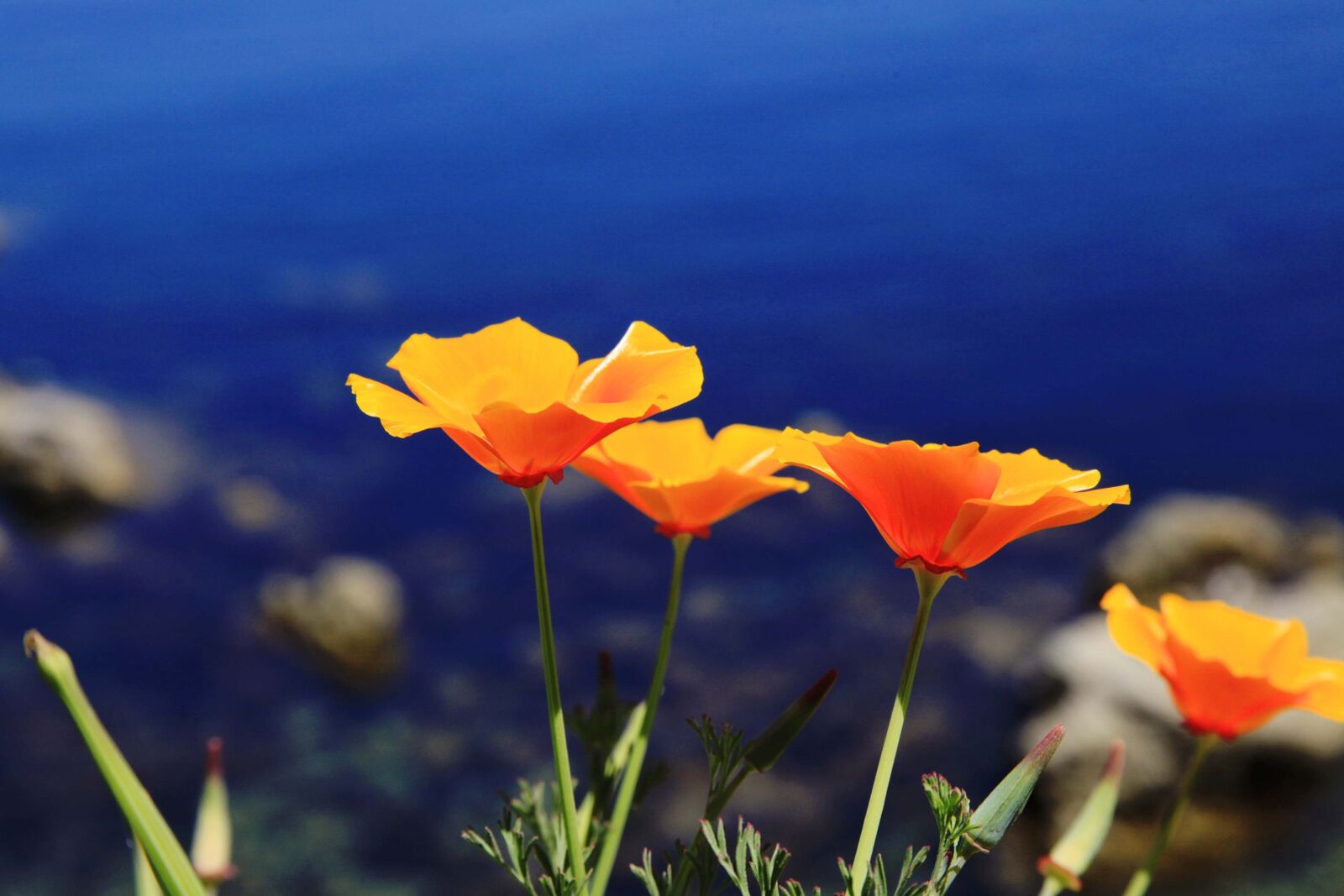 Canon EOS 5D Mark II sample photo. California, poppy, orange photography