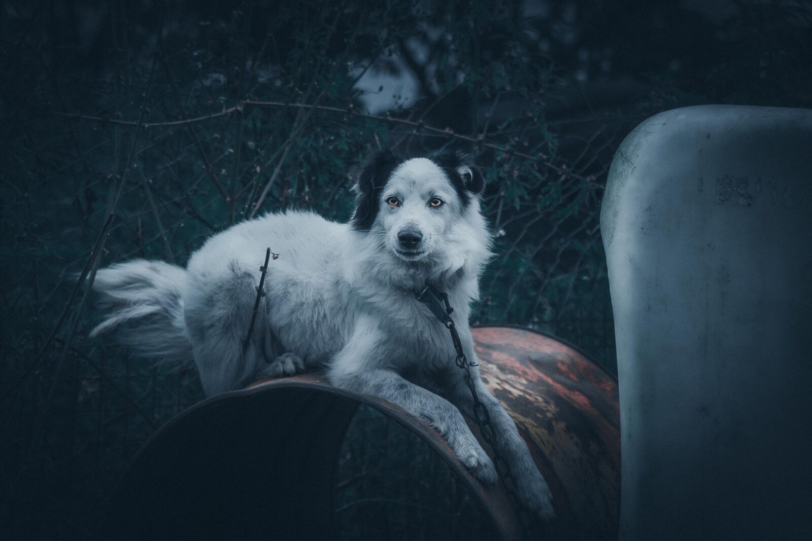 Nikon D7200 sample photo. Dog, animal, domestic photography
