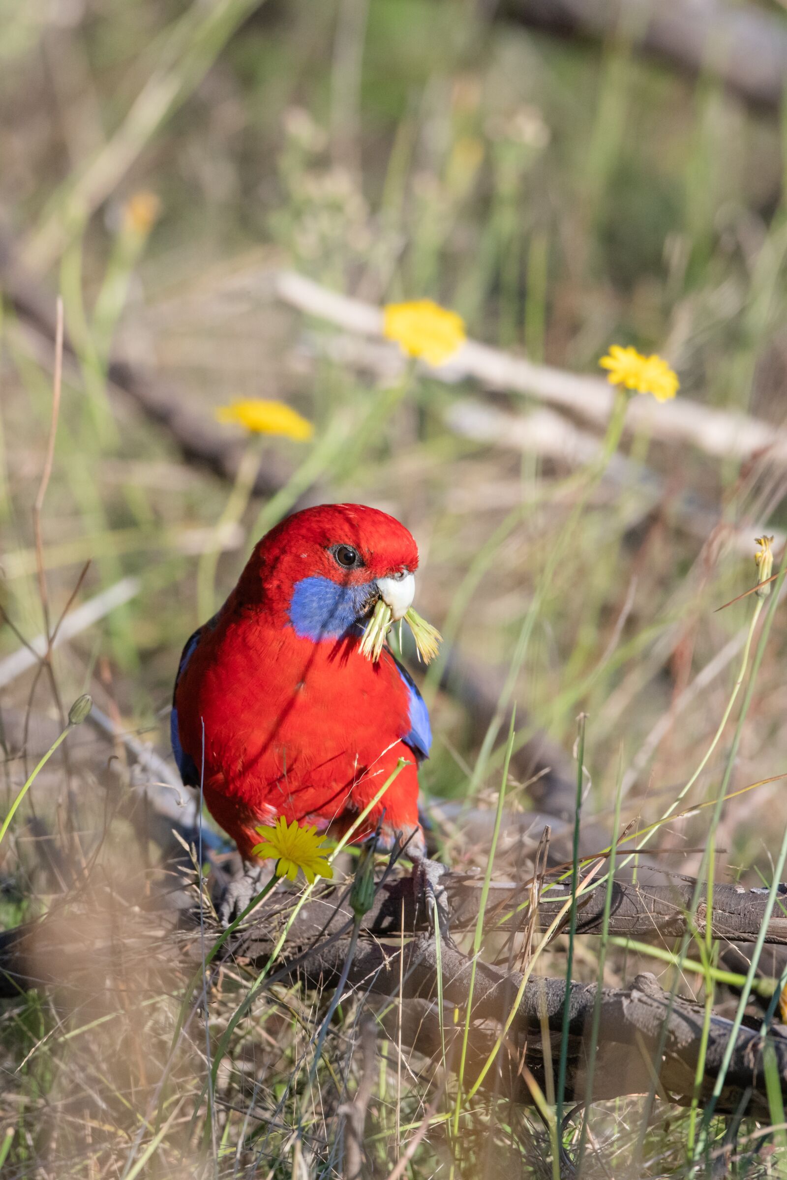 Nikon D850 sample photo. Crimson rosella, platycercus, elegans photography