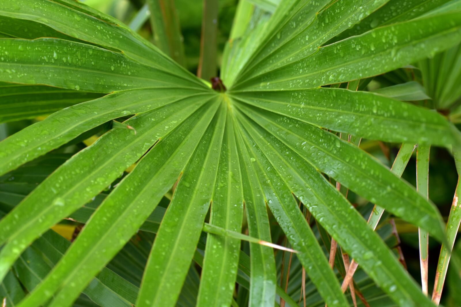 Nikon D5600 sample photo. Jungle drum leaves, radial photography