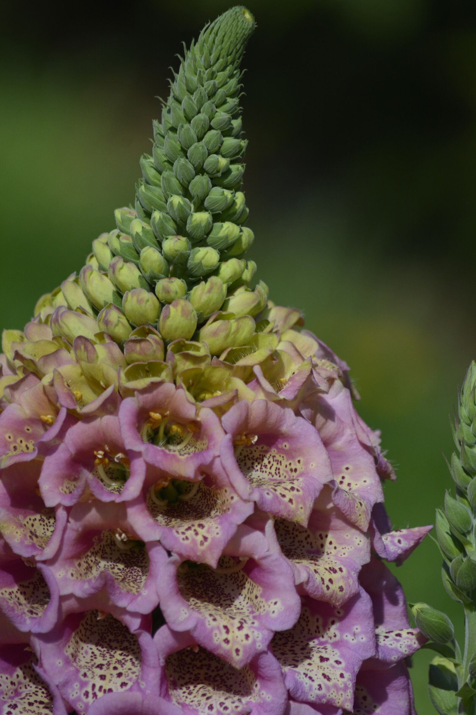 Nikon D7100 sample photo. Foxglove, flower, pink photography