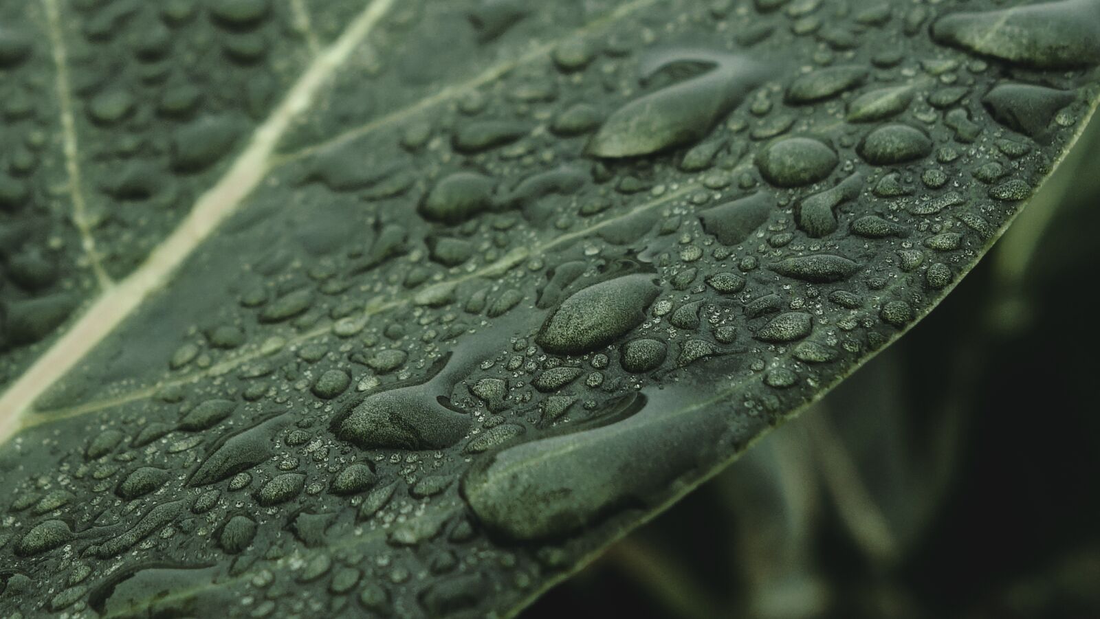 Sony Cyber-shot DSC-RX100 II sample photo. Leaves, wet, rain photography