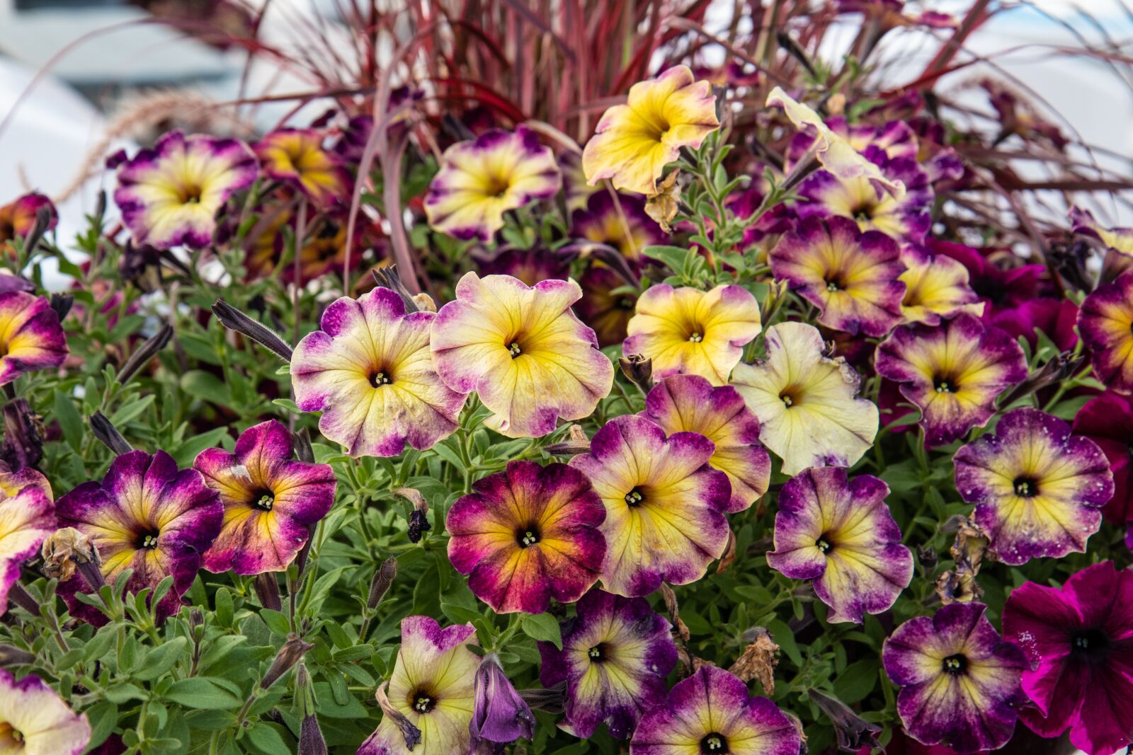 Canon EOS 80D sample photo. Pansies, flowers, yellow photography