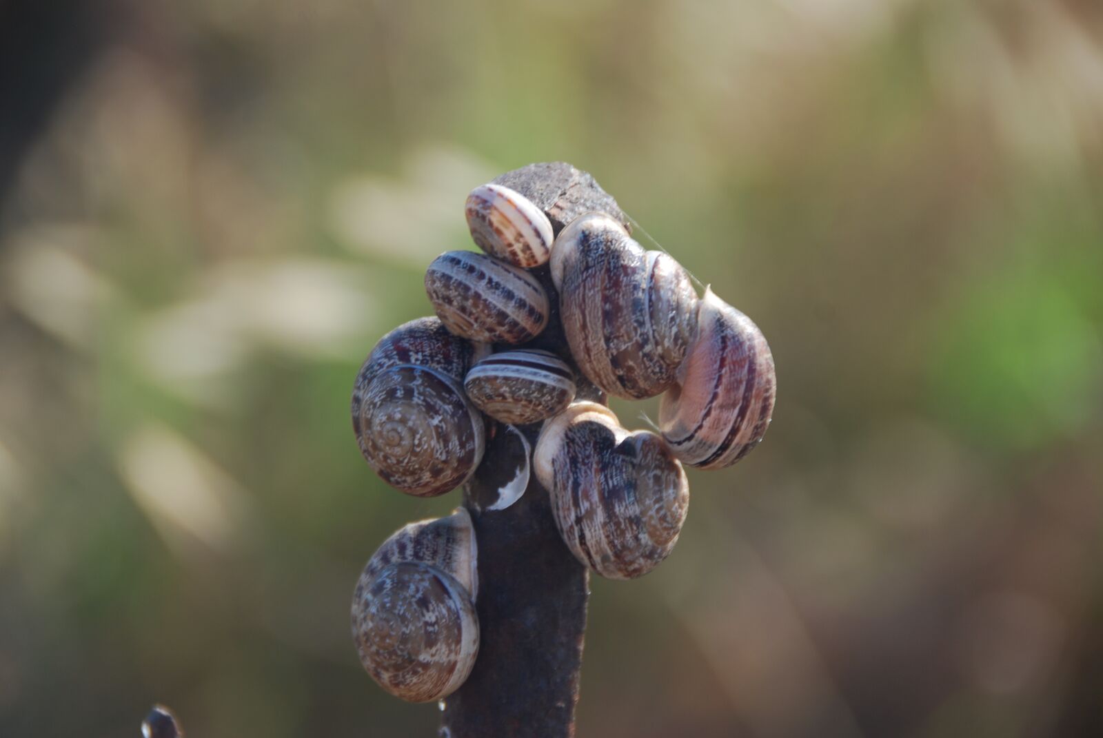 Nikon D80 sample photo. Snails, nature, biology photography