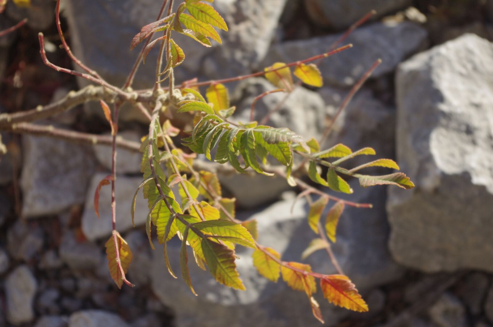 Pentax K-x sample photo. Plant, rockery, fall photography