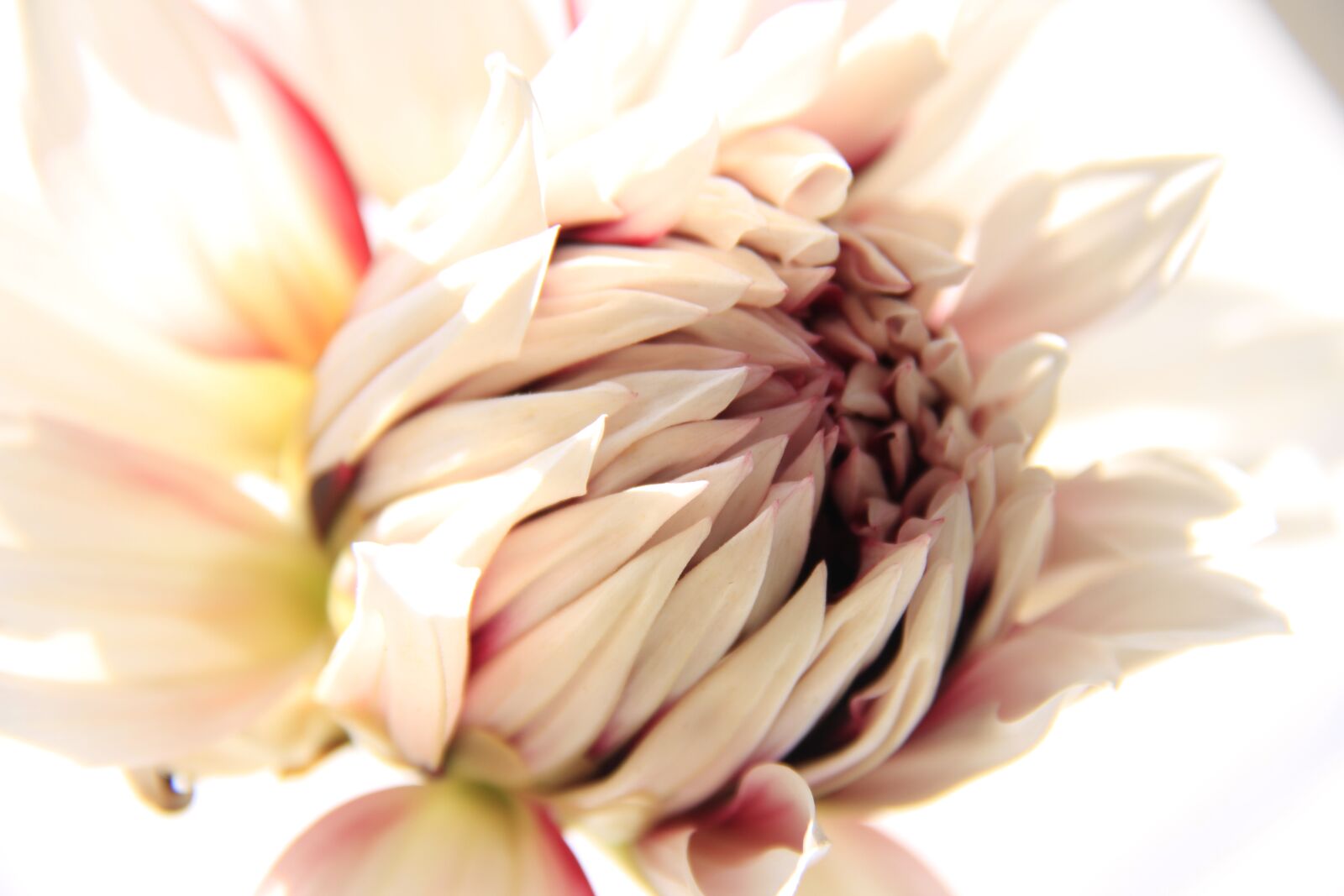 Canon EOS 7D sample photo. Dahlia, bud, flower photography