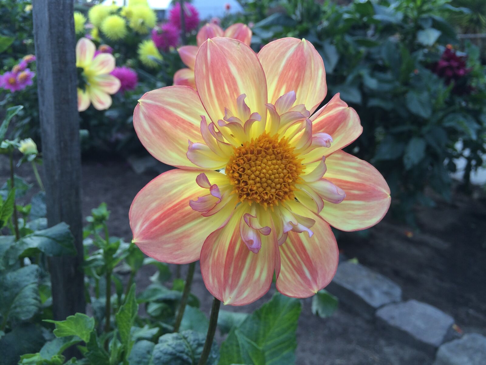 iPhone 5s back camera 4.15mm f/2.2 sample photo. Luminescent dahlia, dahlia, golden photography