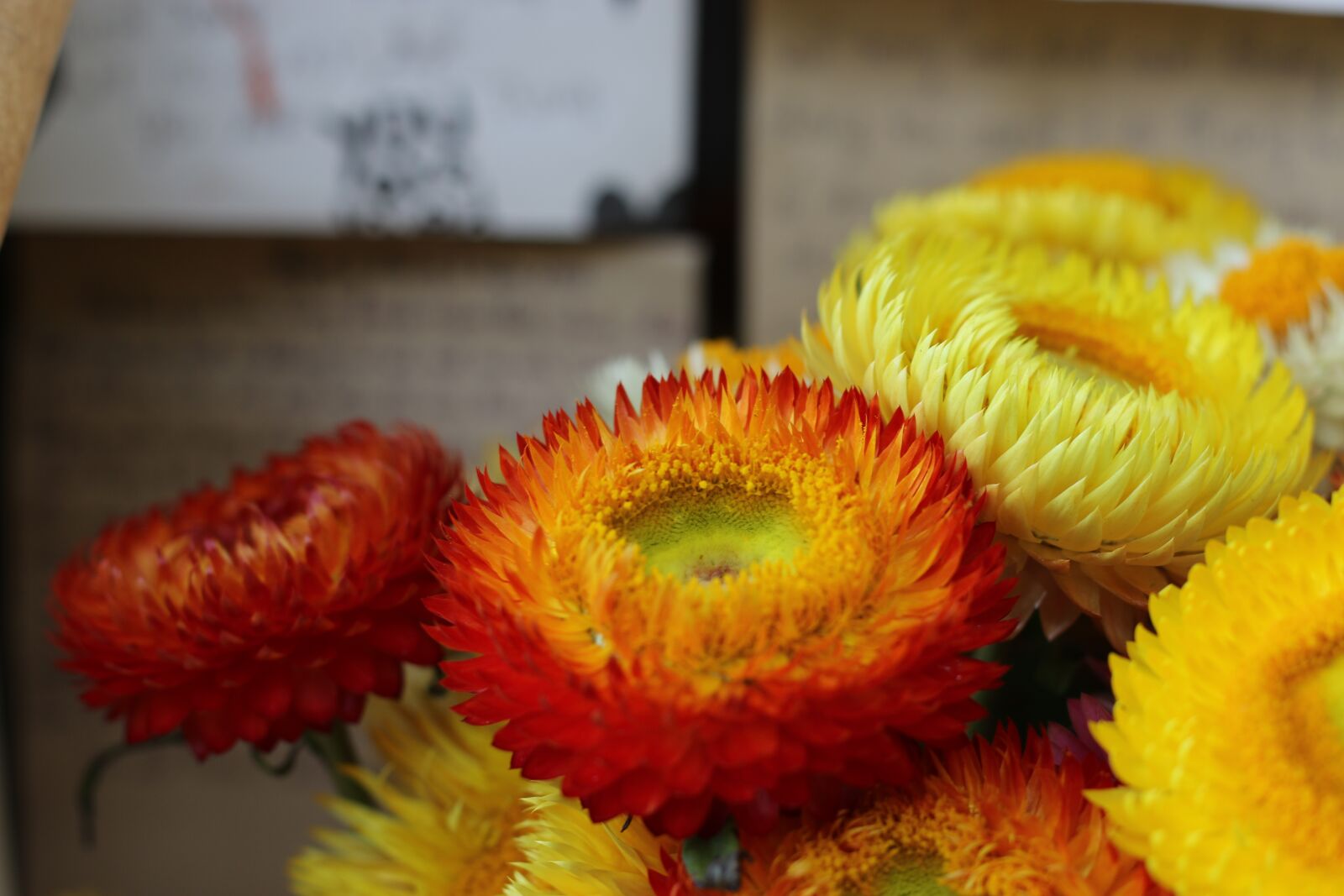 Canon EOS 70D + Canon EF 50mm F1.8 STM sample photo. Immotal flowers, yellow, flower photography