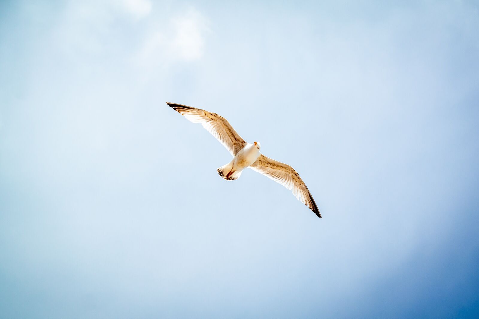 Samsung NX30 sample photo. Sky, bird, gull photography