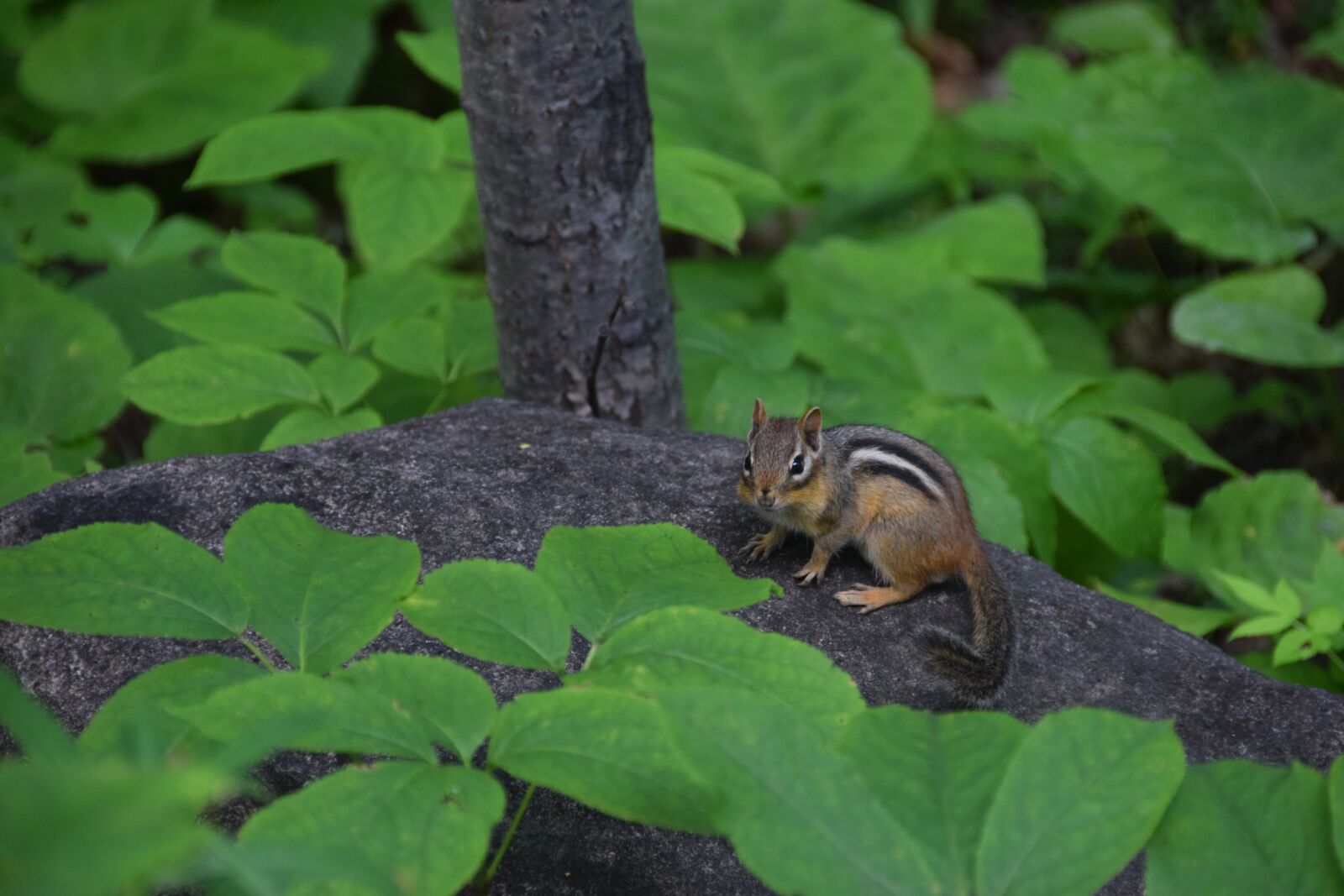 Nikon D5300 sample photo. Chipmunk, tamia, small photography