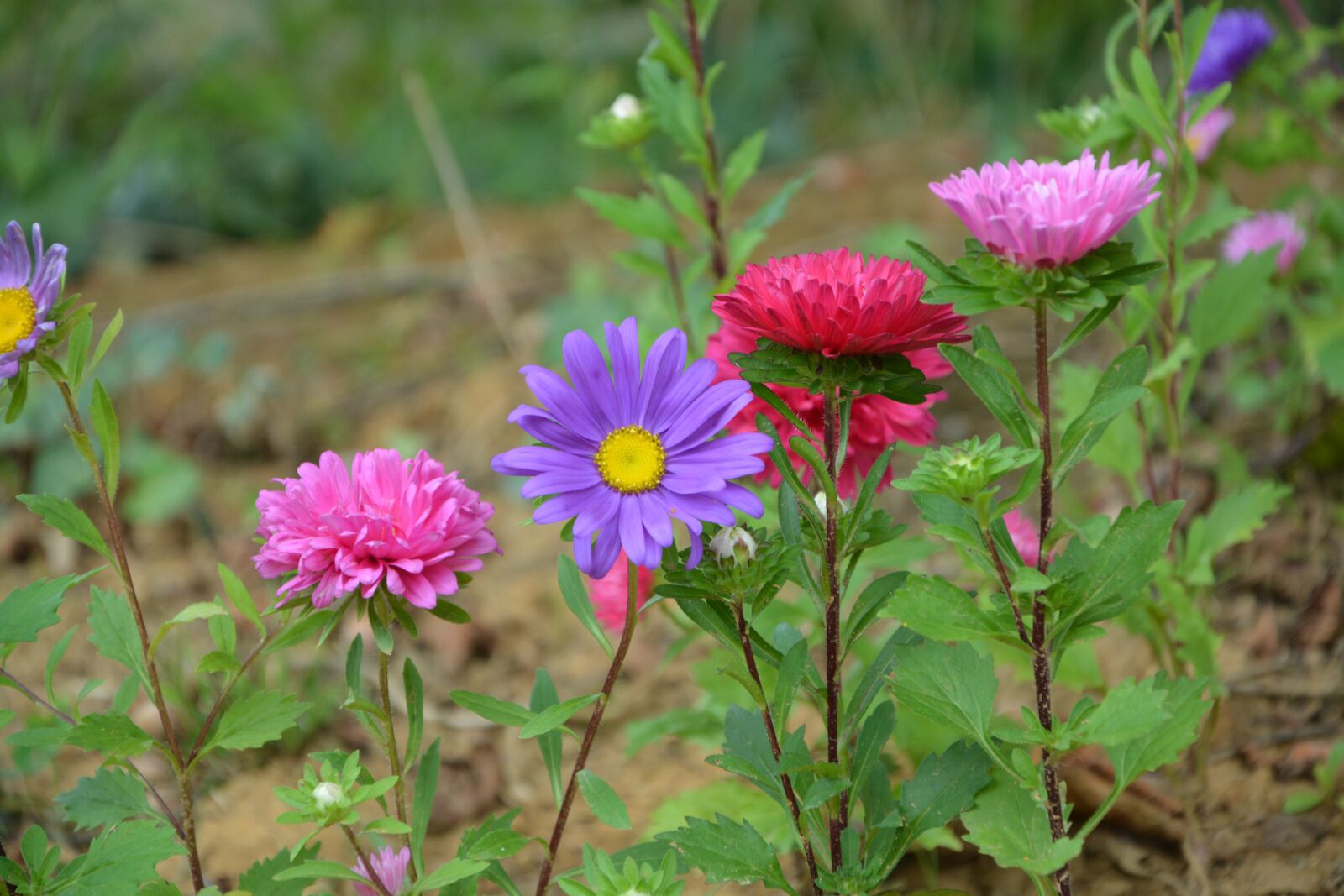 Nikon D5200 sample photo. Flowers flower, plants, plant photography