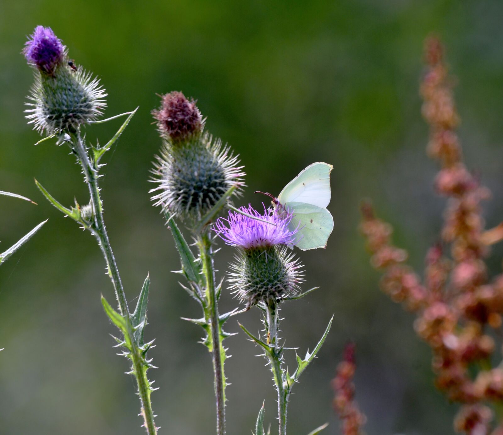 Nikon D500 sample photo. Butterfly, witje, thistle photography