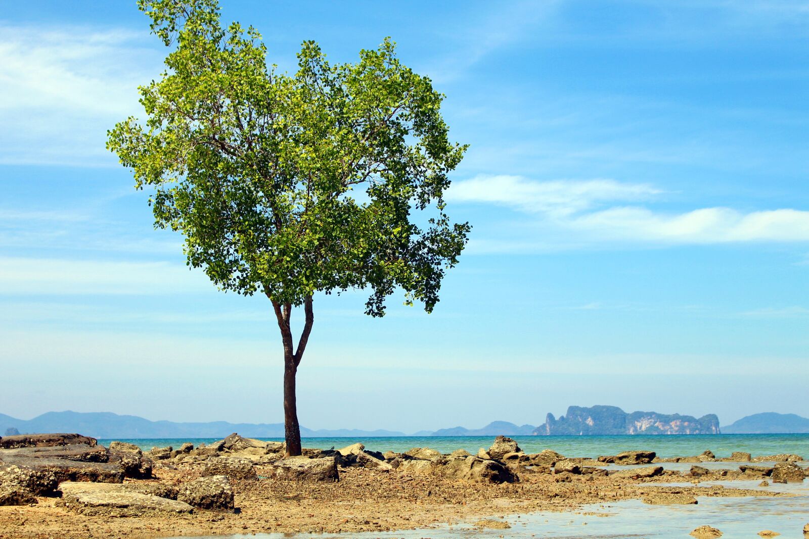 Canon EOS 700D (EOS Rebel T5i / EOS Kiss X7i) sample photo. Asia, tree, sea photography