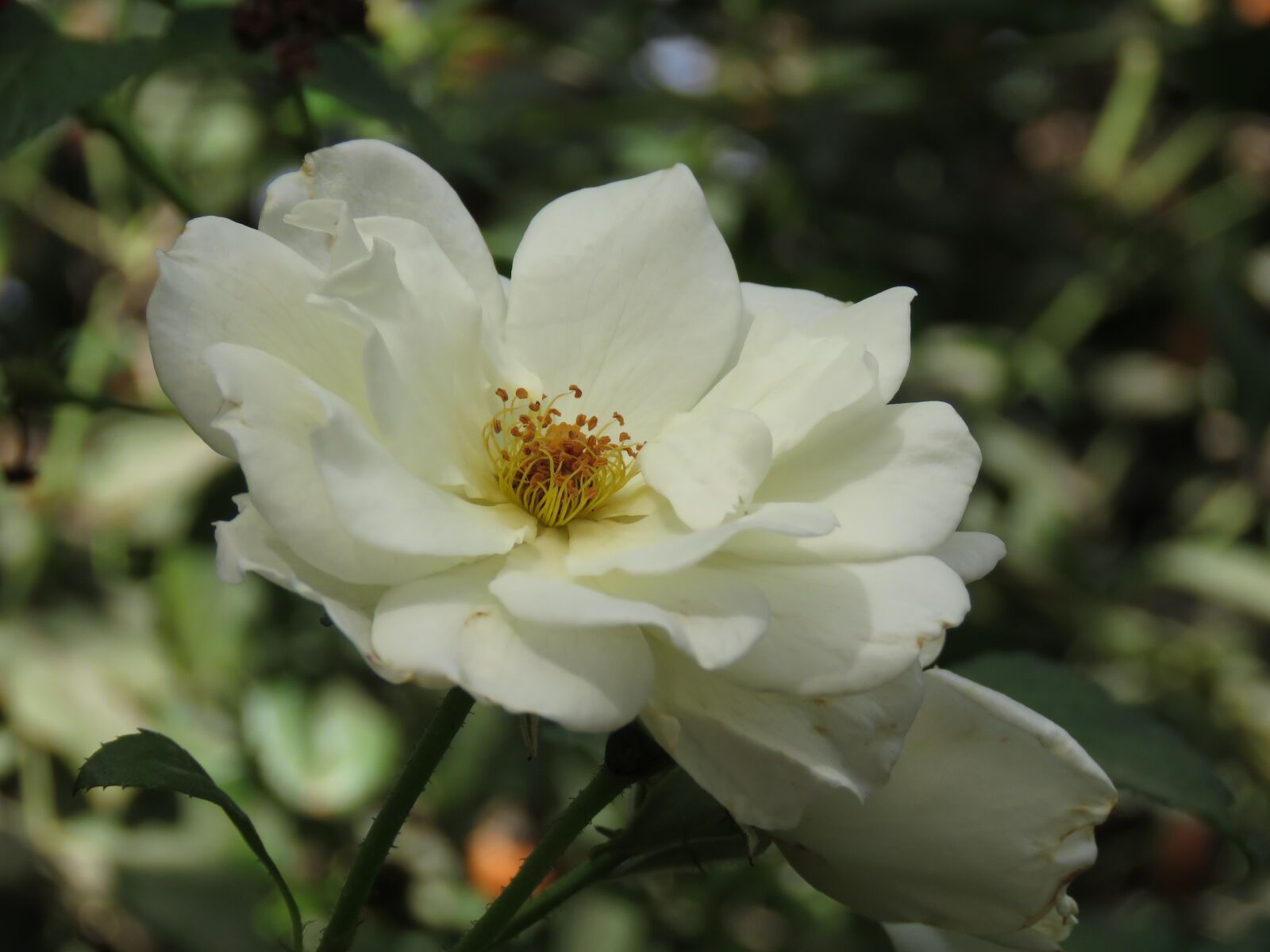 Canon PowerShot SX60 HS sample photo. Rose, white, flower photography
