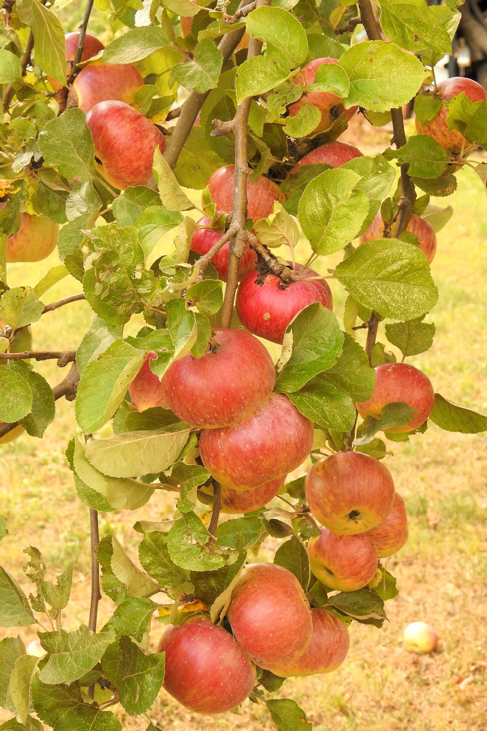 Nikon Coolpix P900 sample photo. Apple, apple tree, branch photography