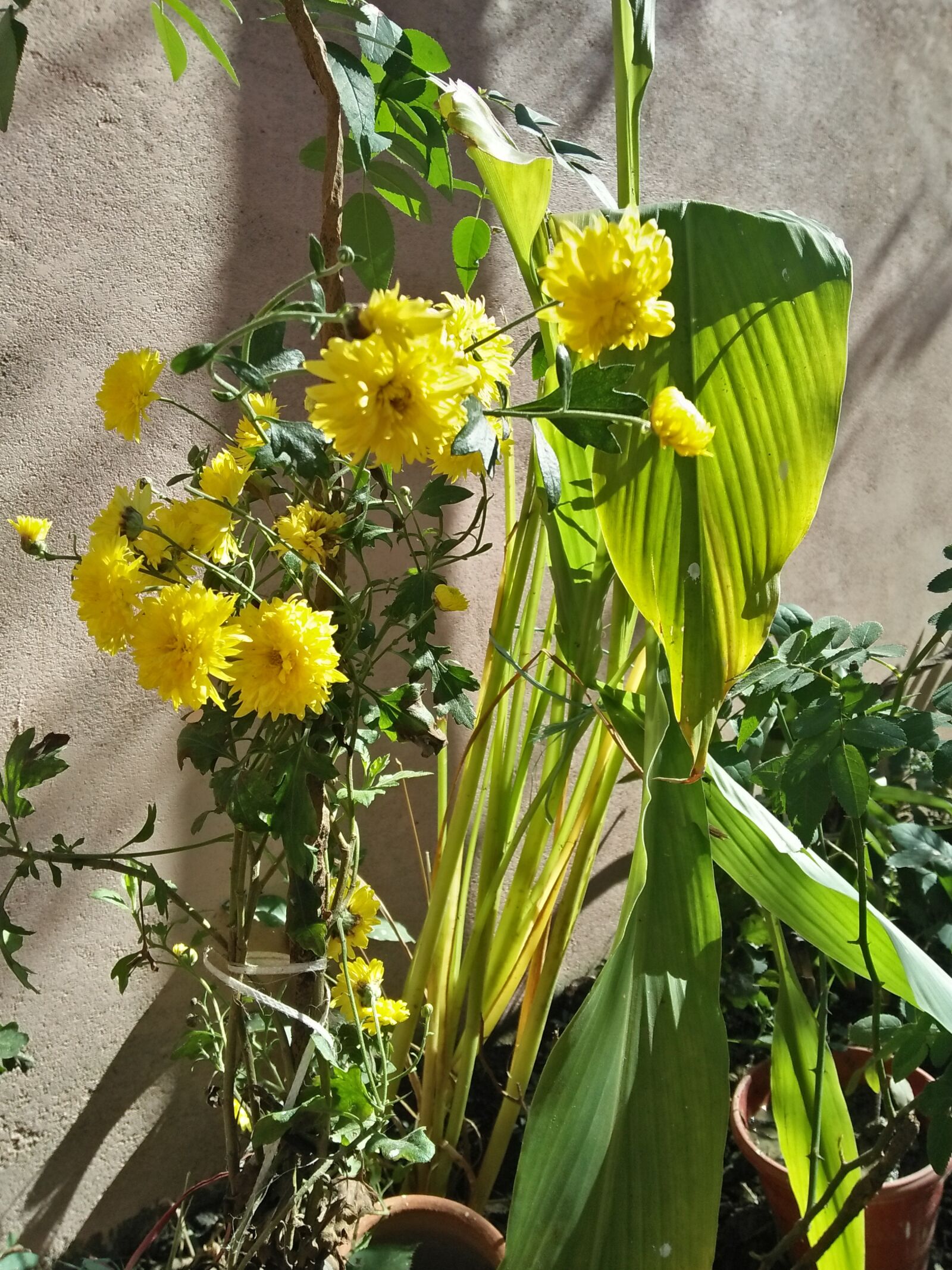 OPPO A37fw-International sample photo. Nature, flower, couple photography