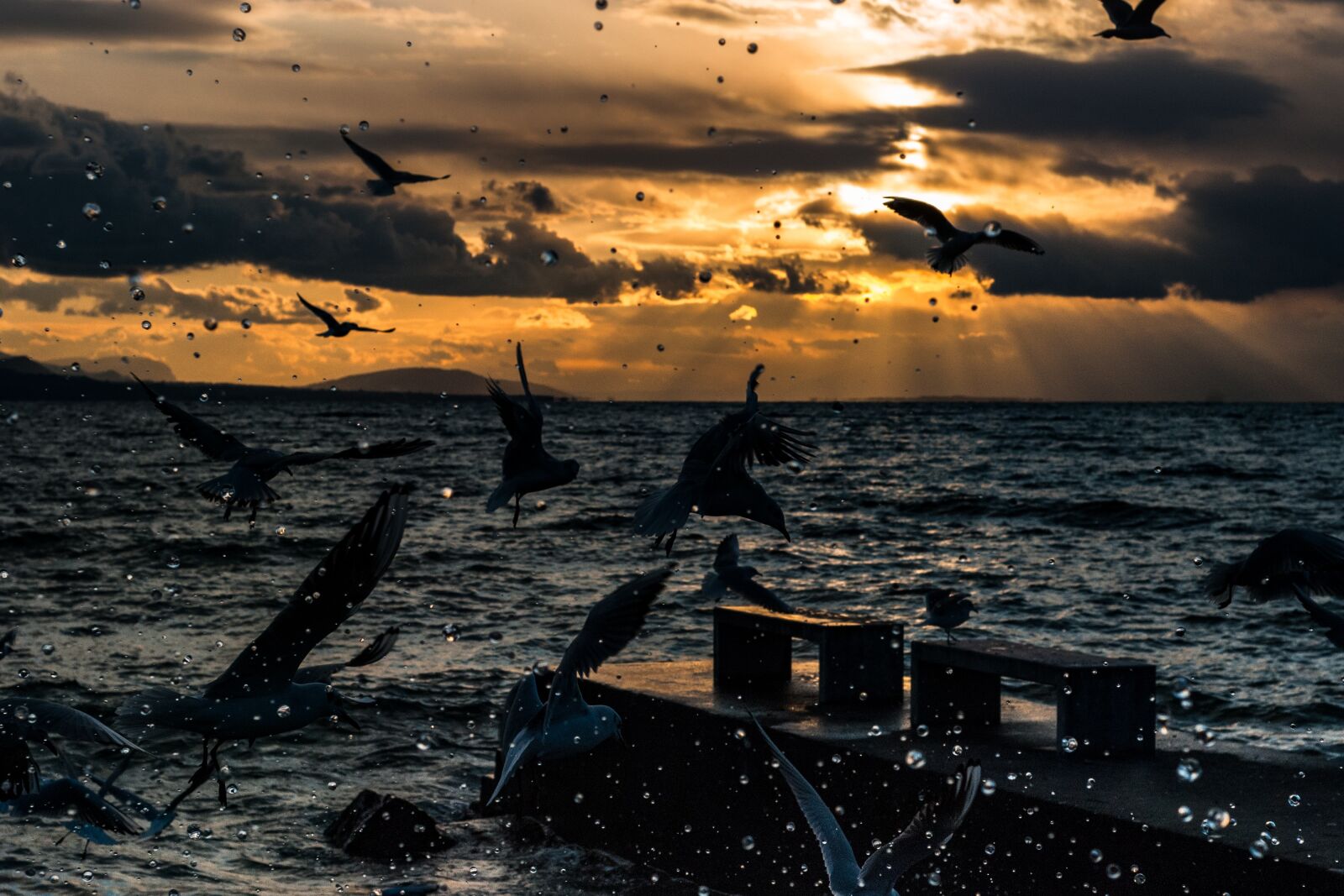 Nikon D80 sample photo. Seagull, montreux, vaud photography