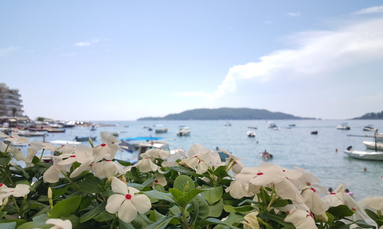 Samsung Galaxy S6 sample photo. Flowers, monrenegro photography
