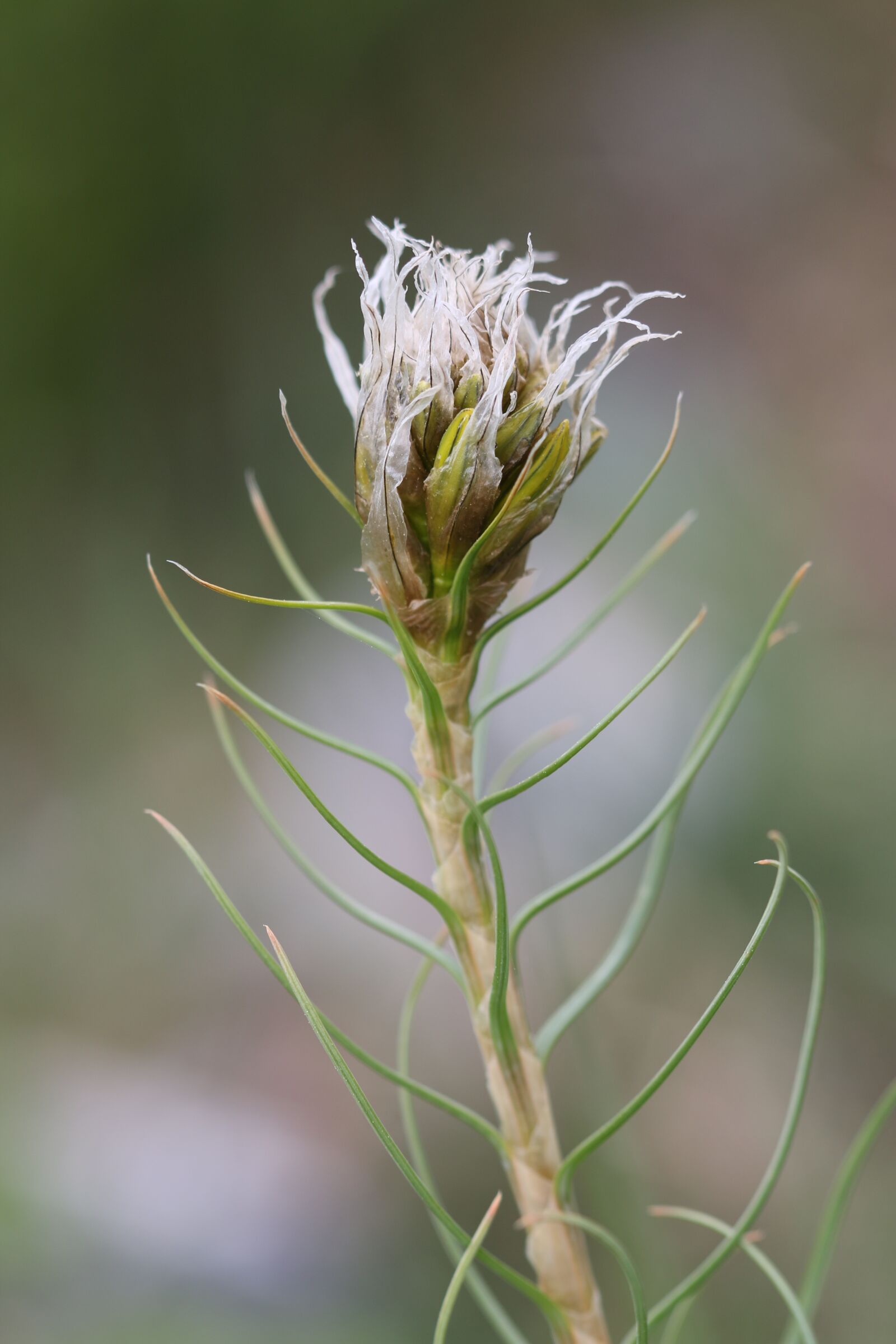 Canon EOS 70D + Canon EF 100mm F2.8 Macro USM sample photo. Green, white, flower photography