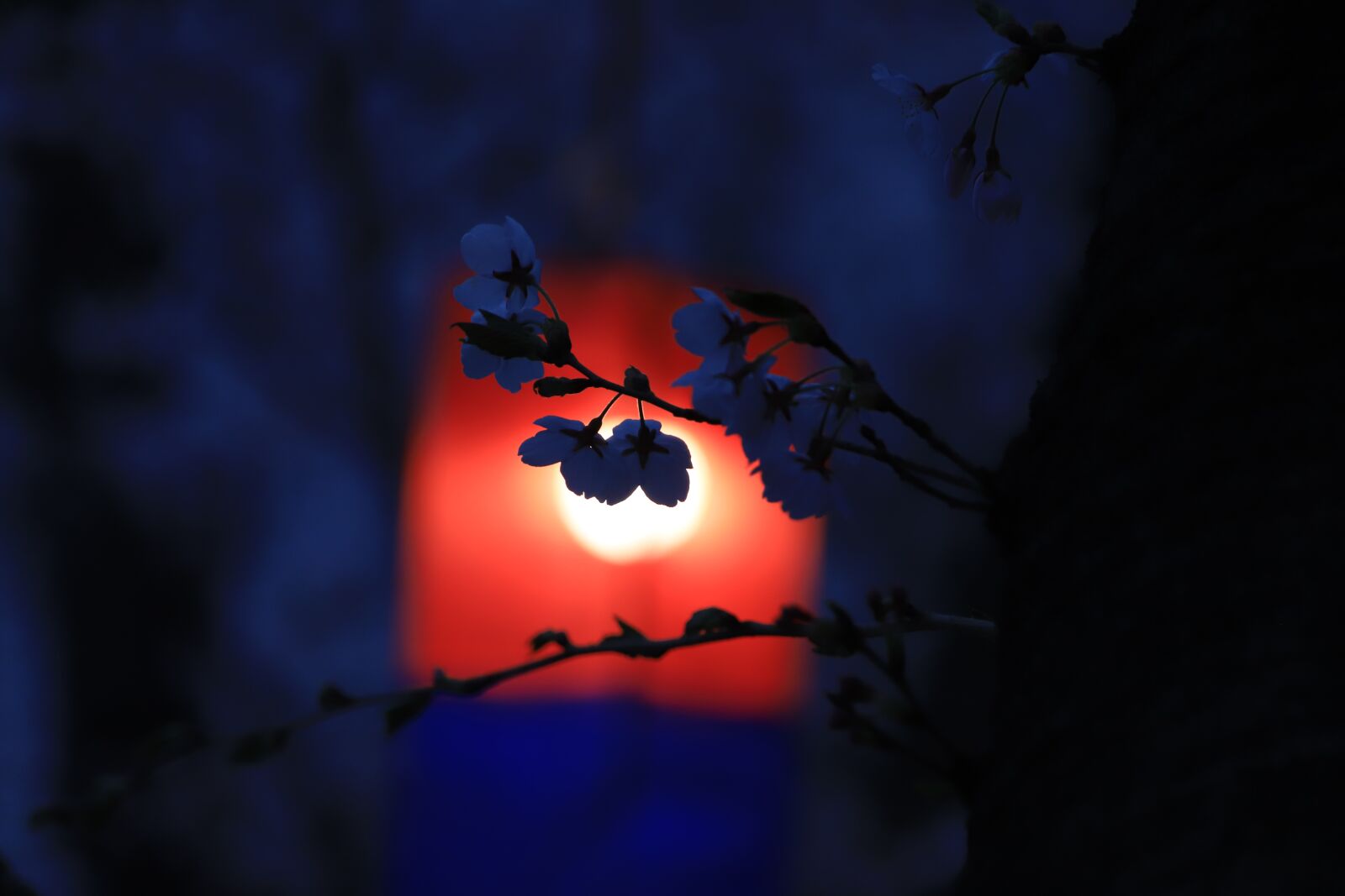 Canon EOS 6D Mark II sample photo. Cherry flowers, night view photography