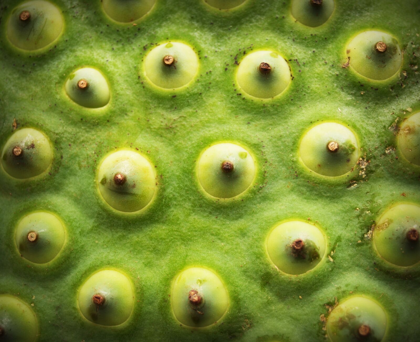 Olympus E-300 (EVOLT E-300) sample photo. Lotus, seed, flower photography